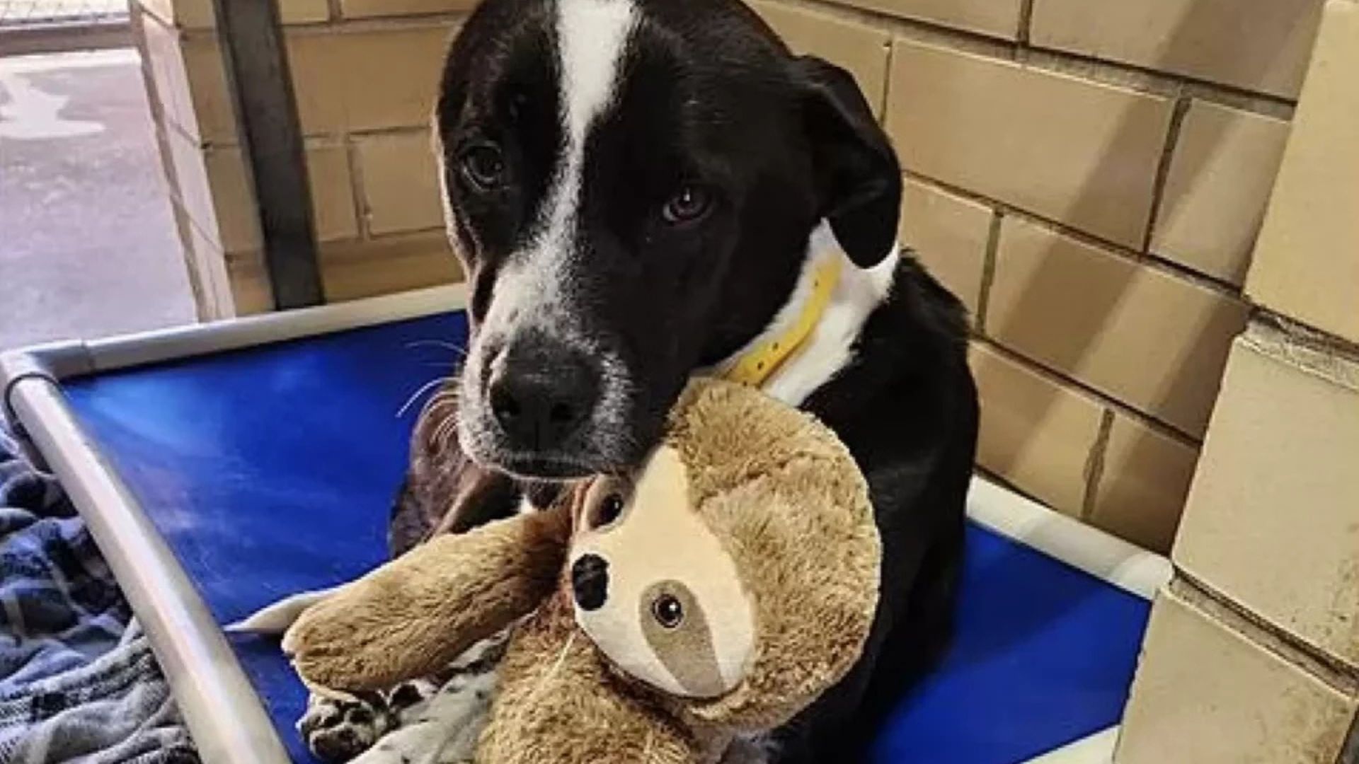 sweet shelter dog and plushy
