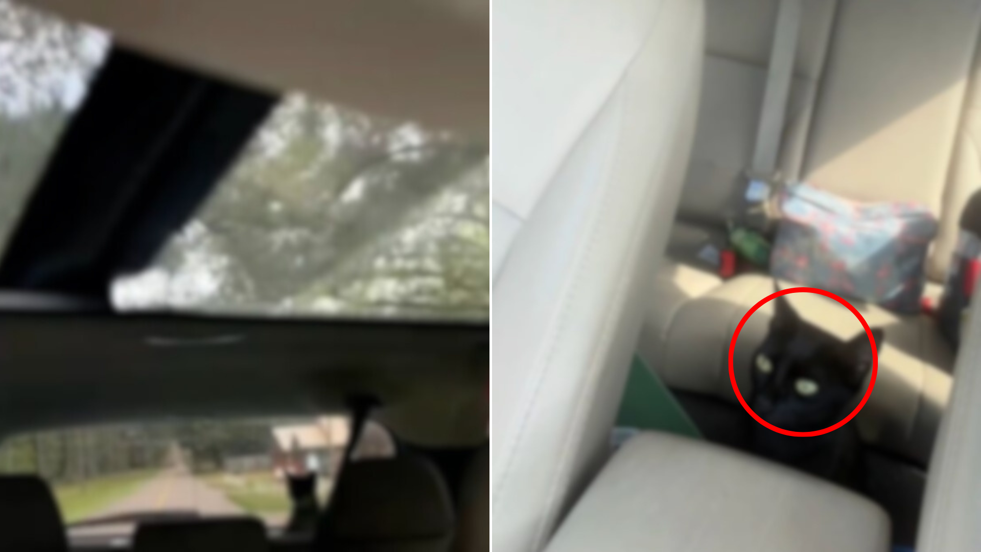 cat hiding in car