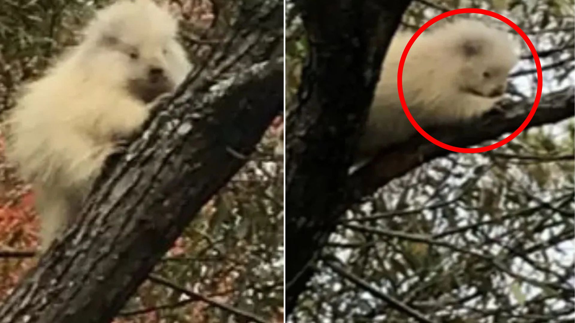 rare animal on tree
