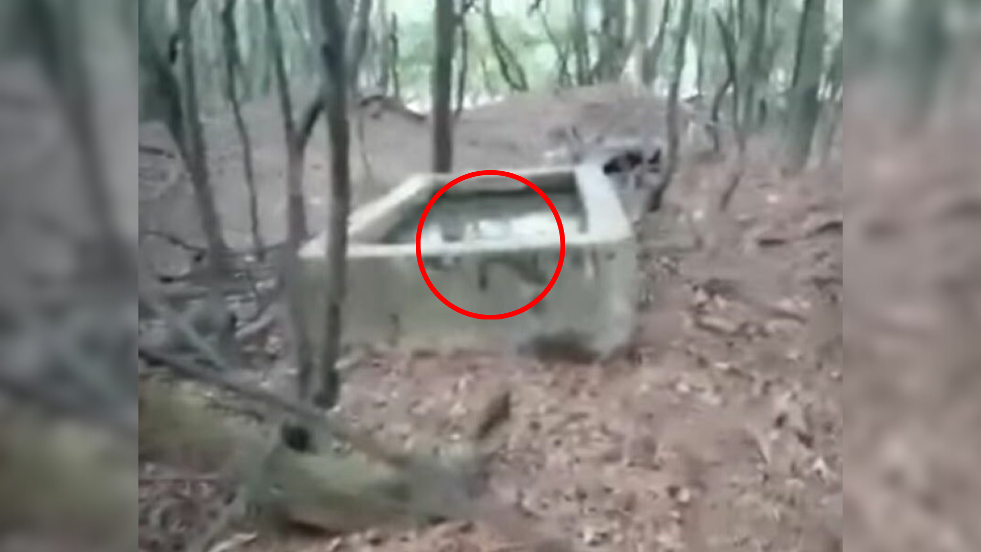 secret well in the woods