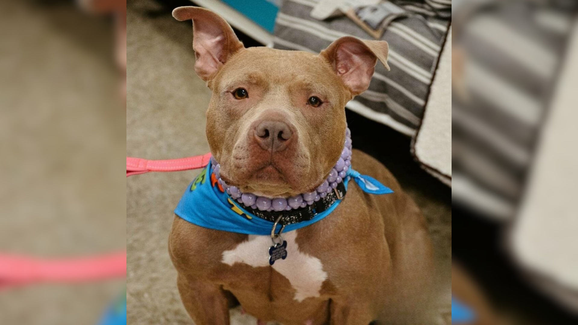 dog with blue scarf