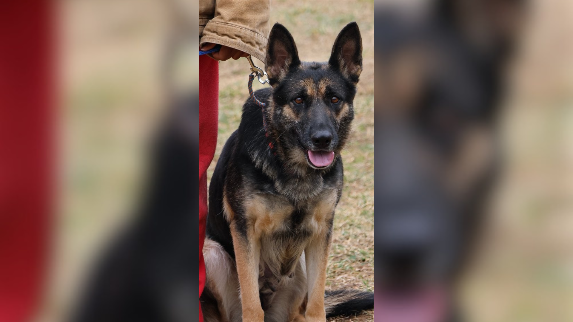 senior german shepherd