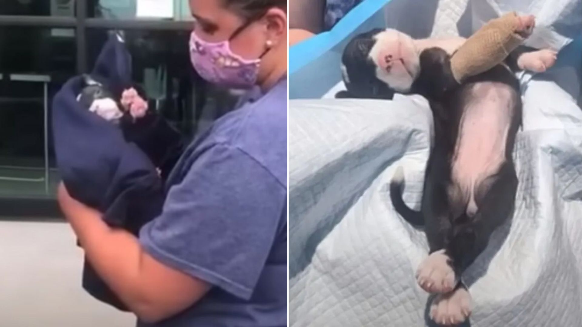 woman holding a puppy