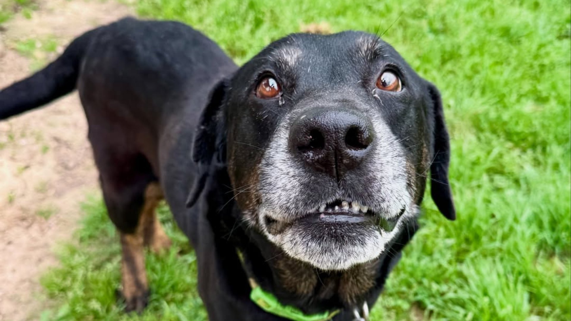 black dog with puppy eyes