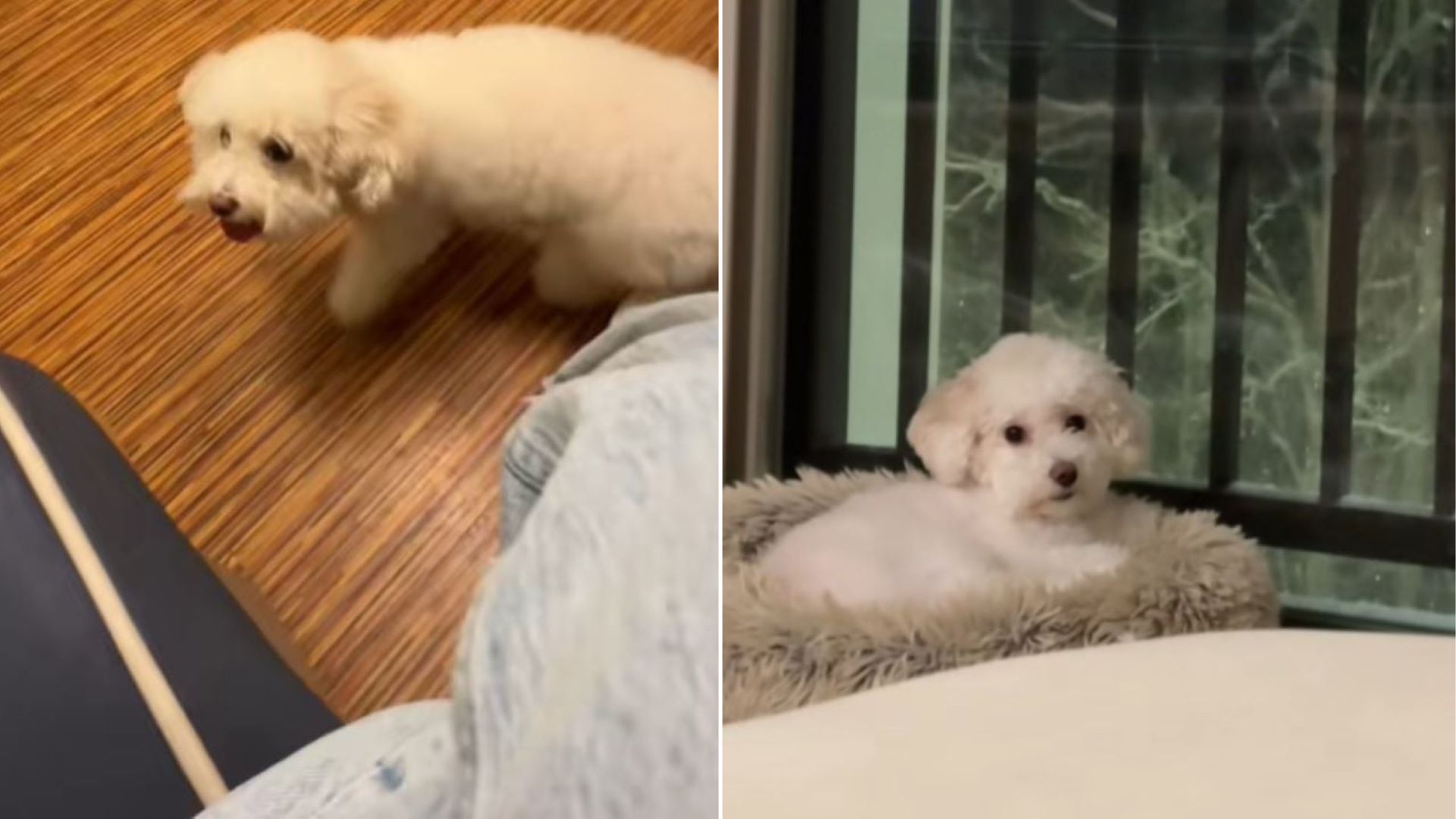 adorable white dog