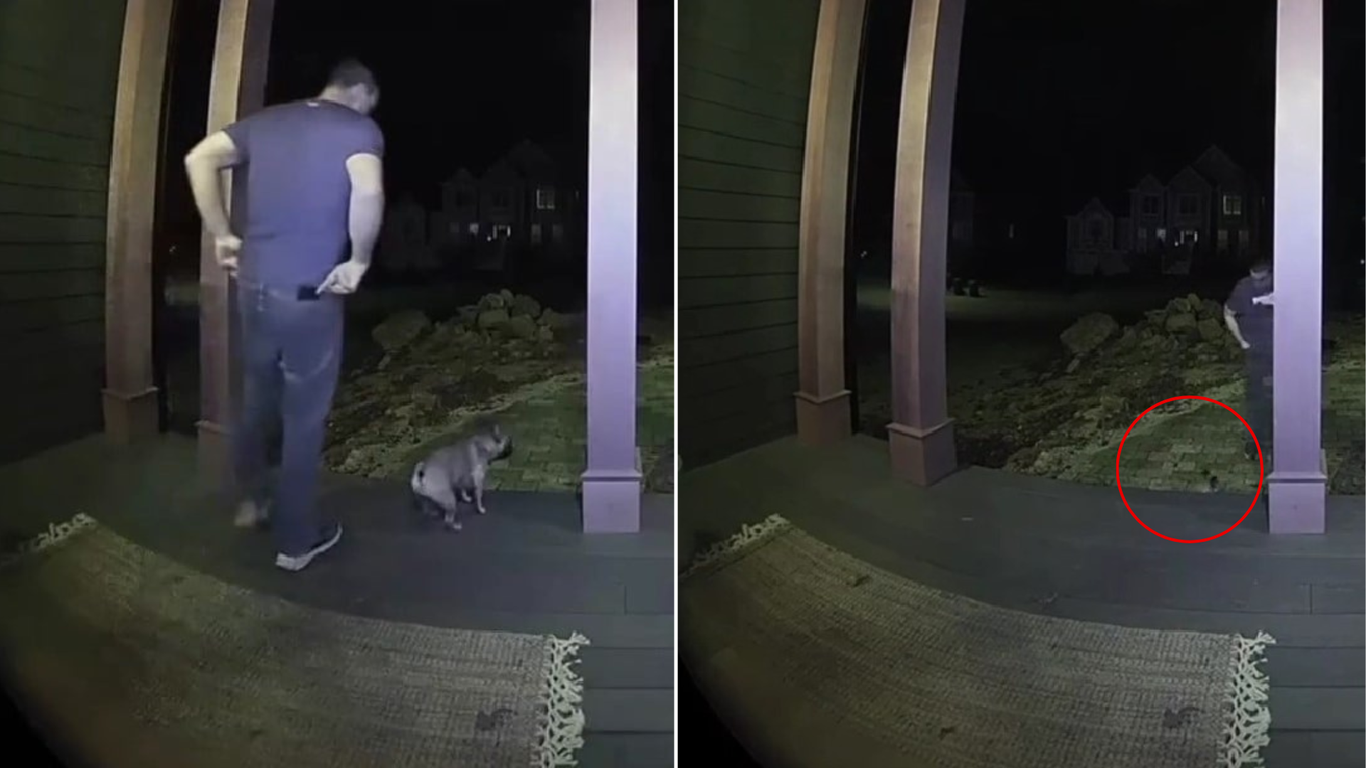 tiny puppy on porch with dad