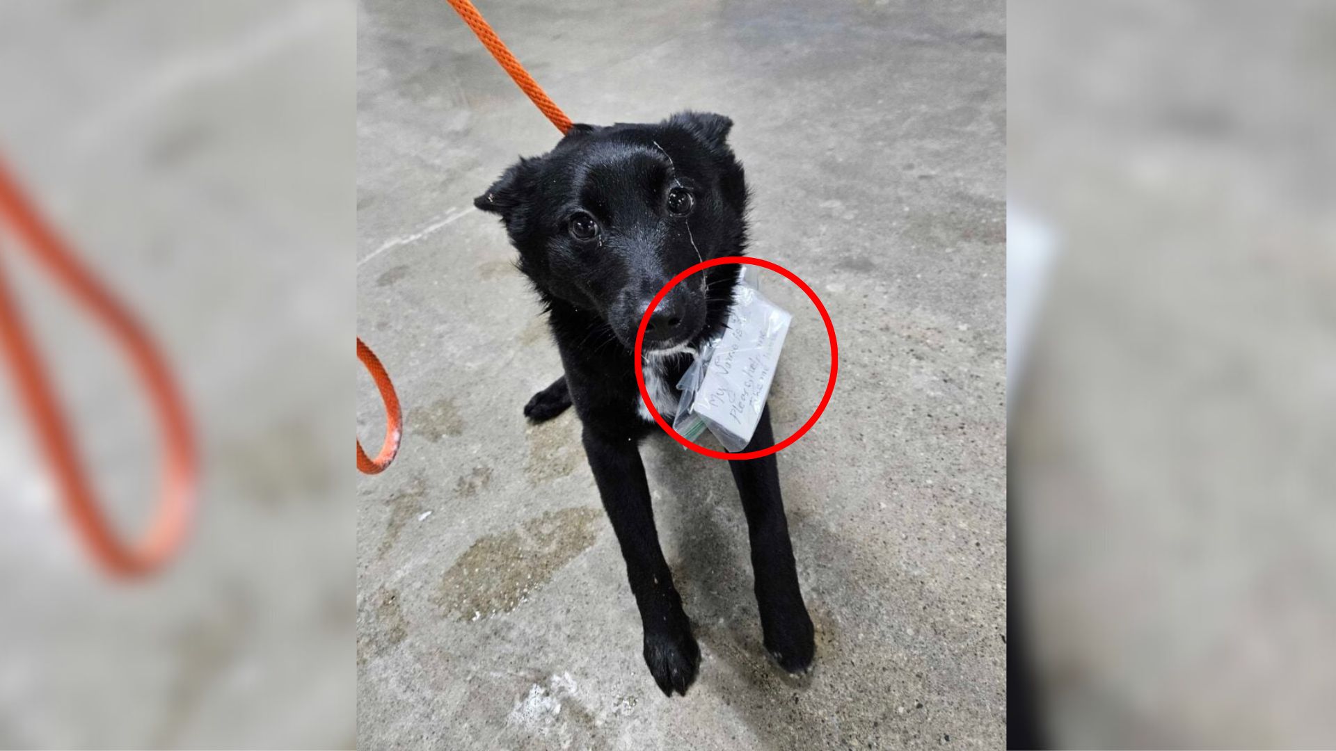 dog with note