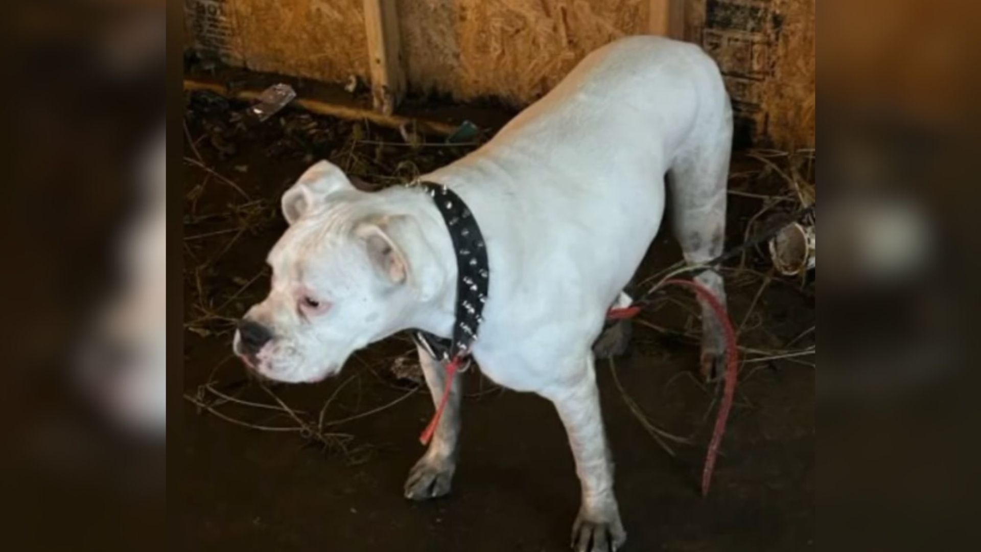 abandoned tied dog