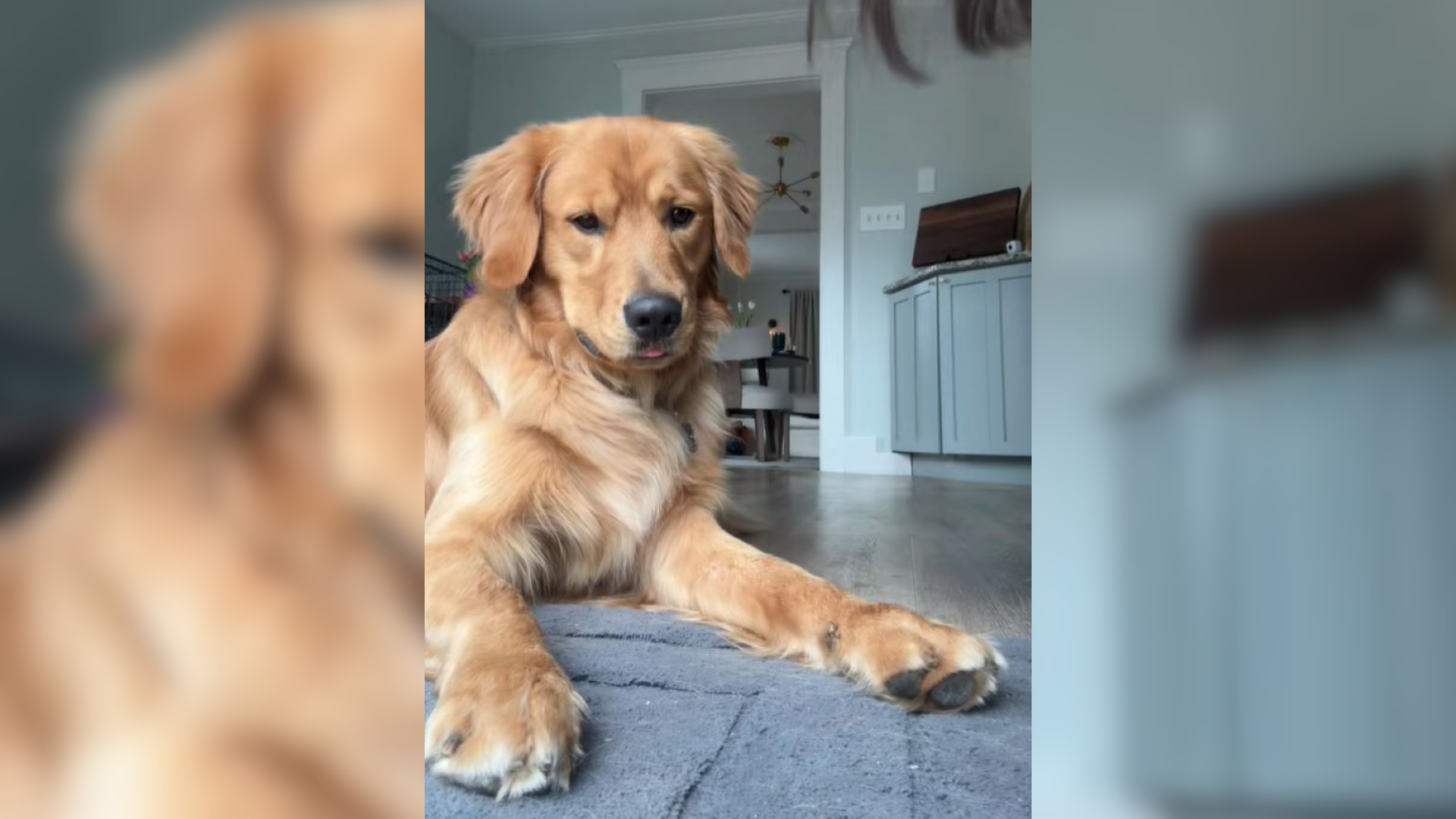 golden retriever sitting on floor