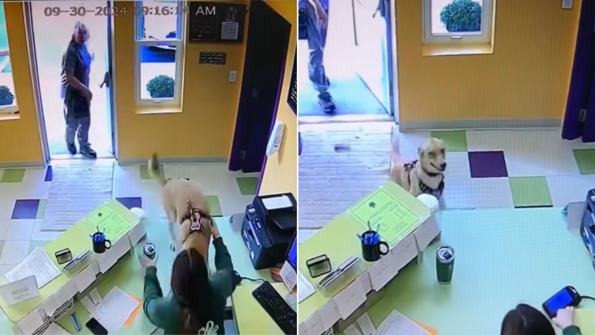 dog in daycare