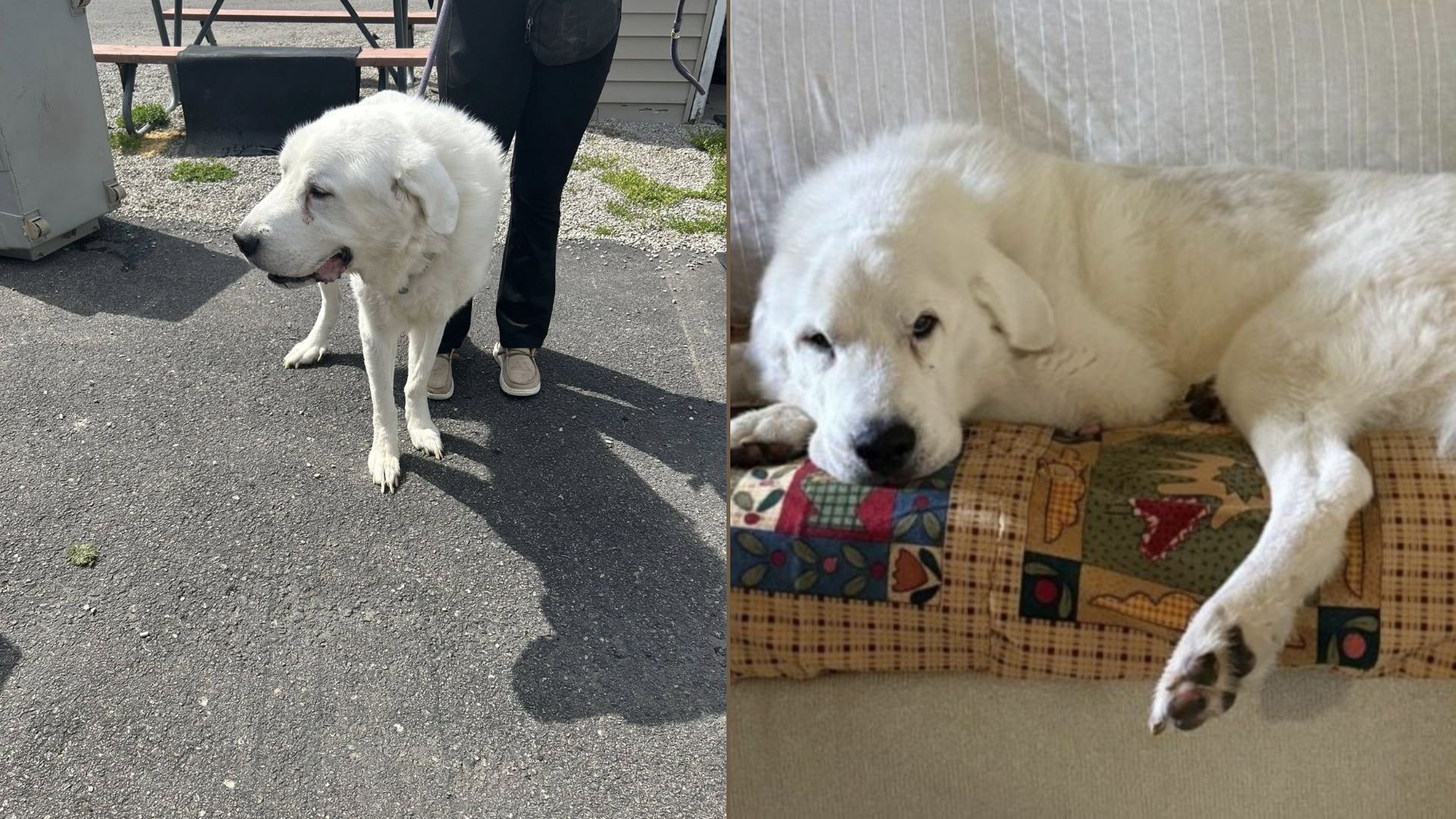 sweet white dog