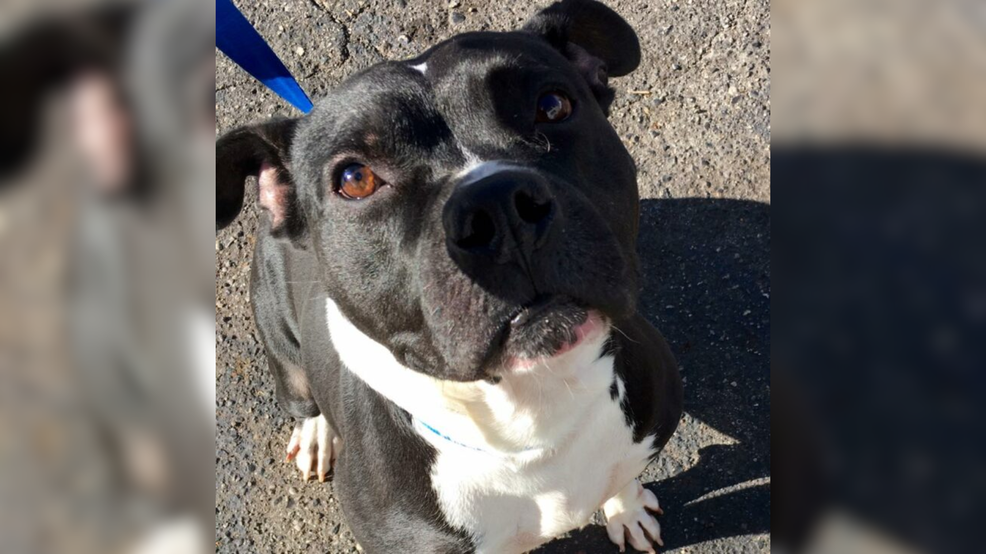 black and white dog on blue leash