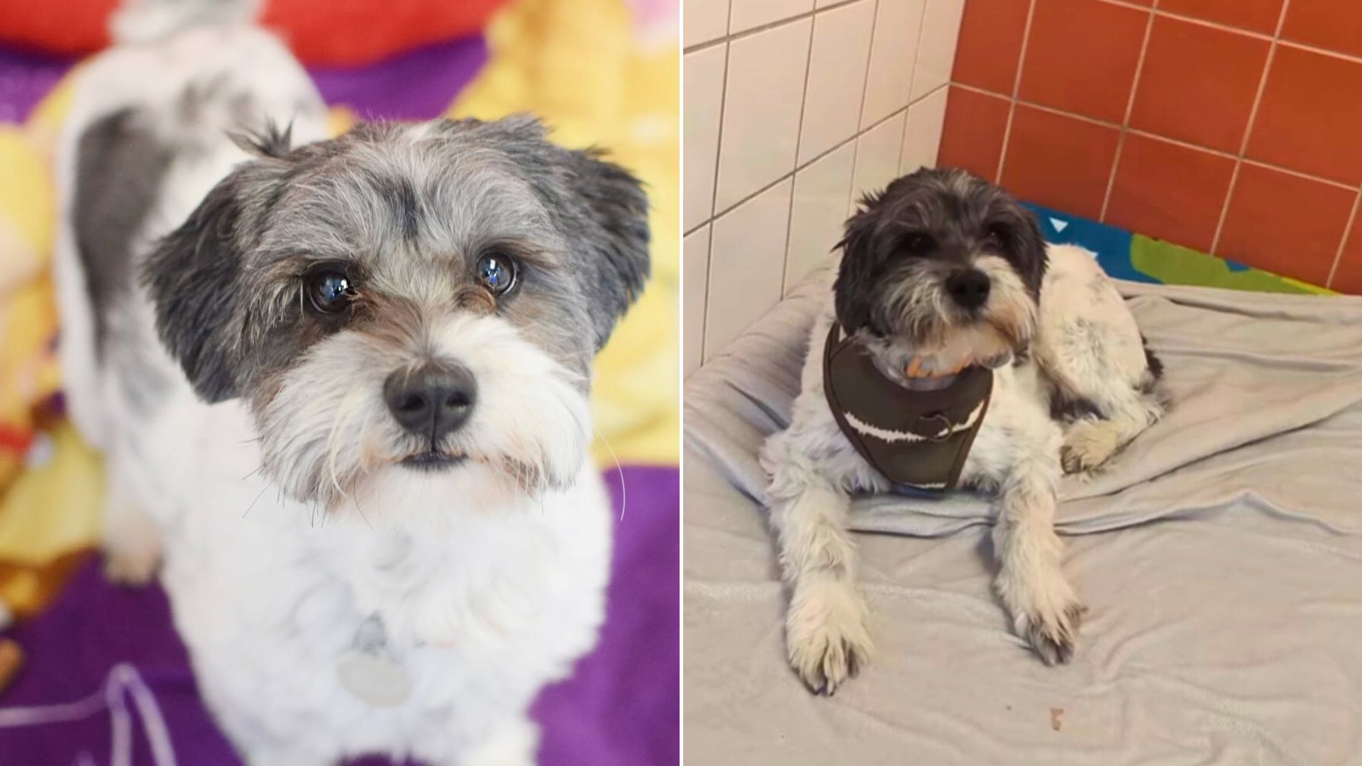 very cute dog
