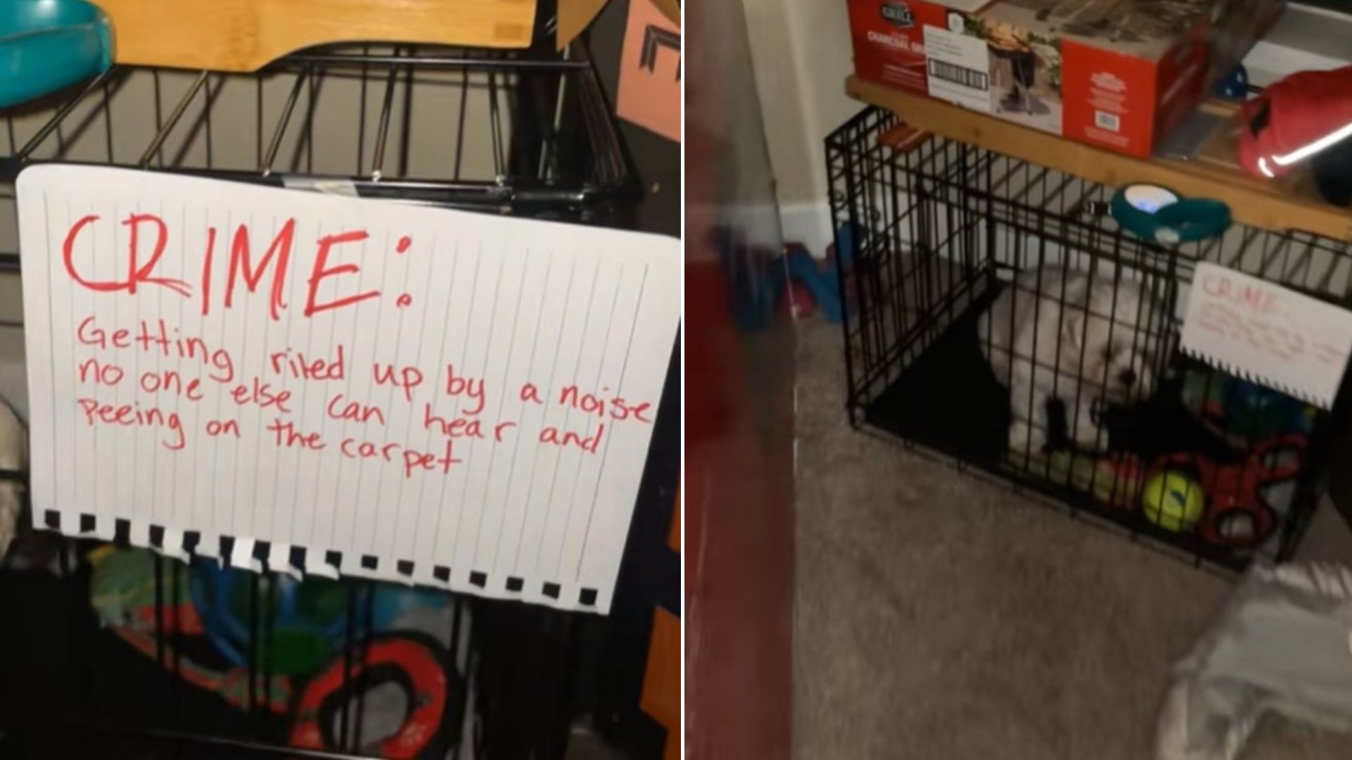 dog in cage
