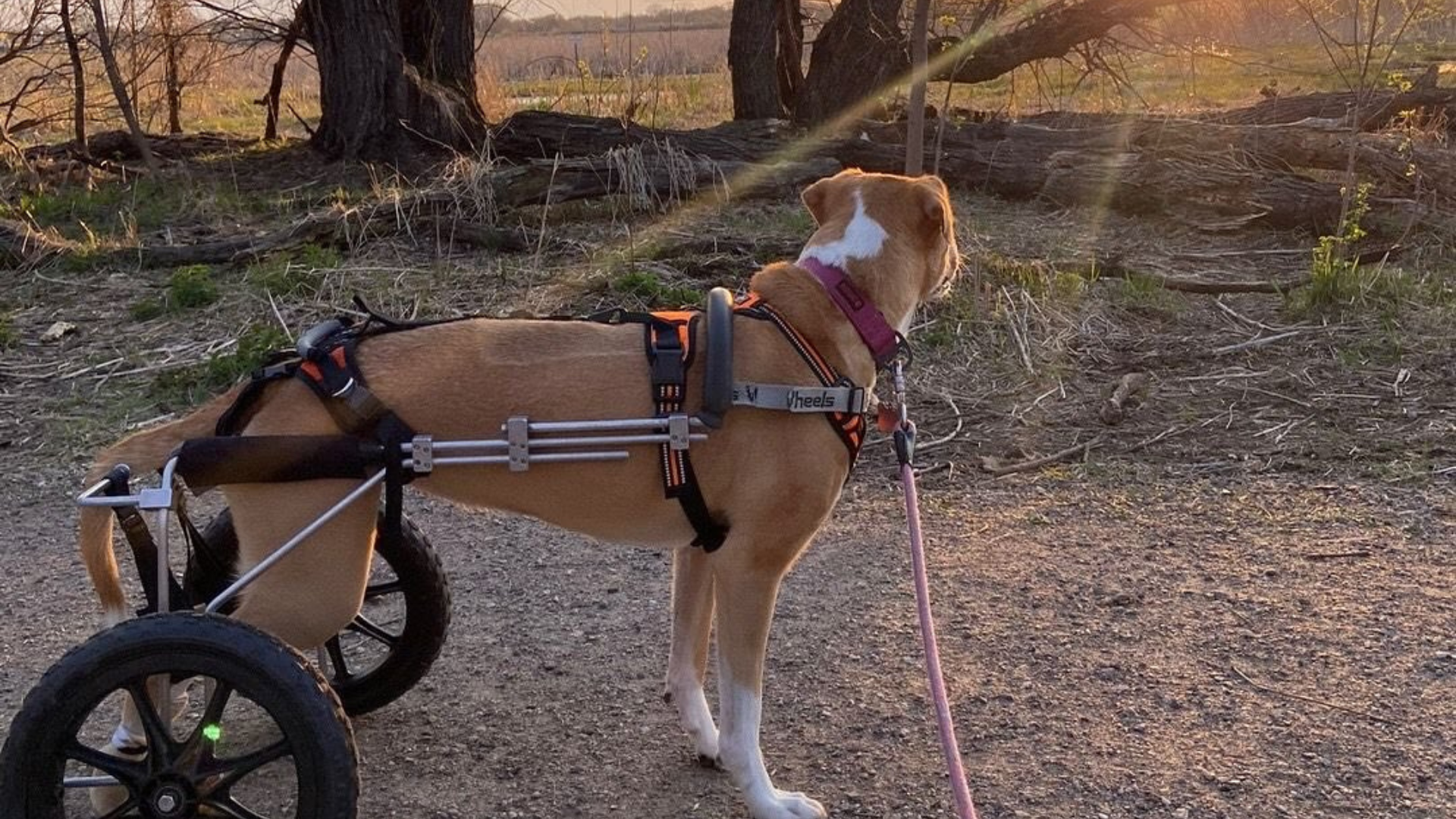 dog in wheelchair