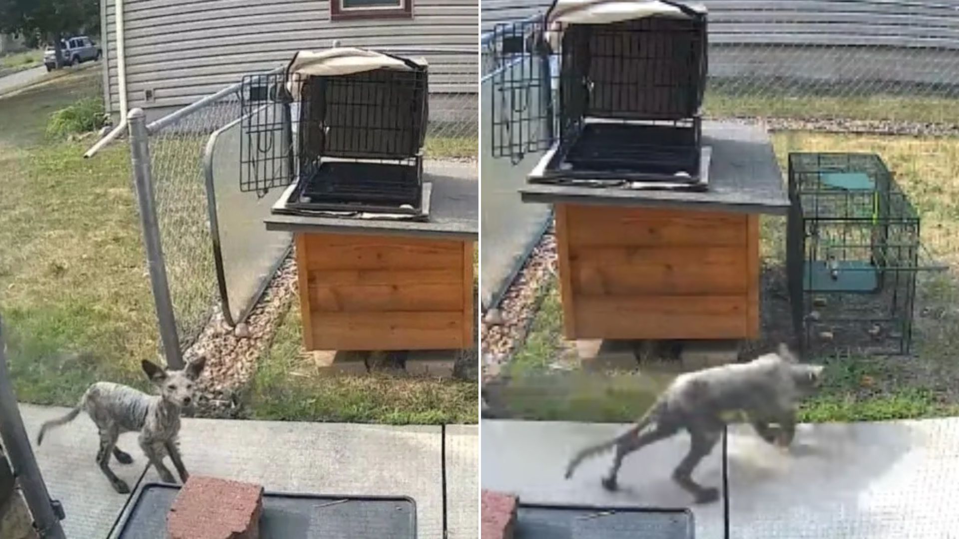 animal in backyard