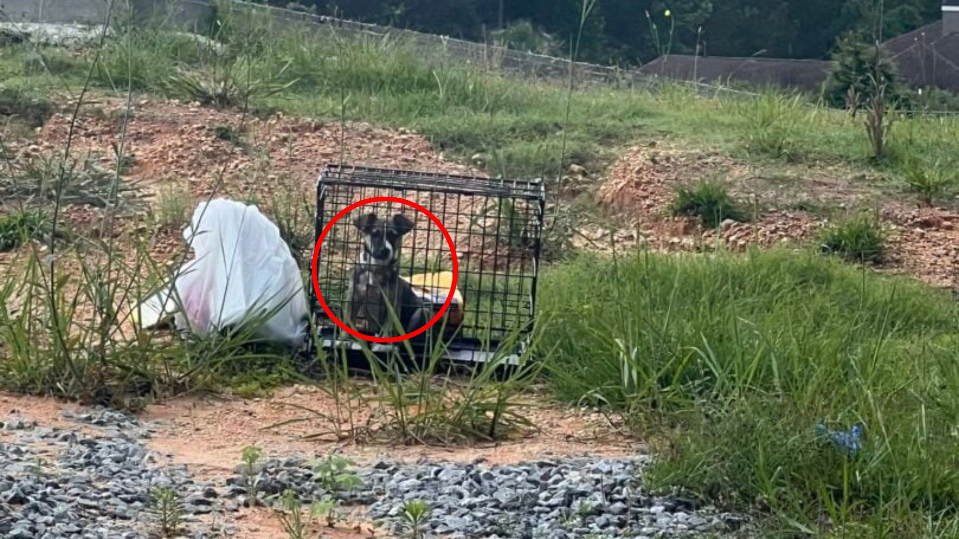 dog in kennel