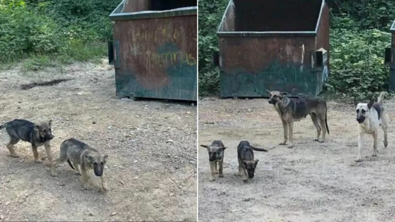 sweet German Shepherds