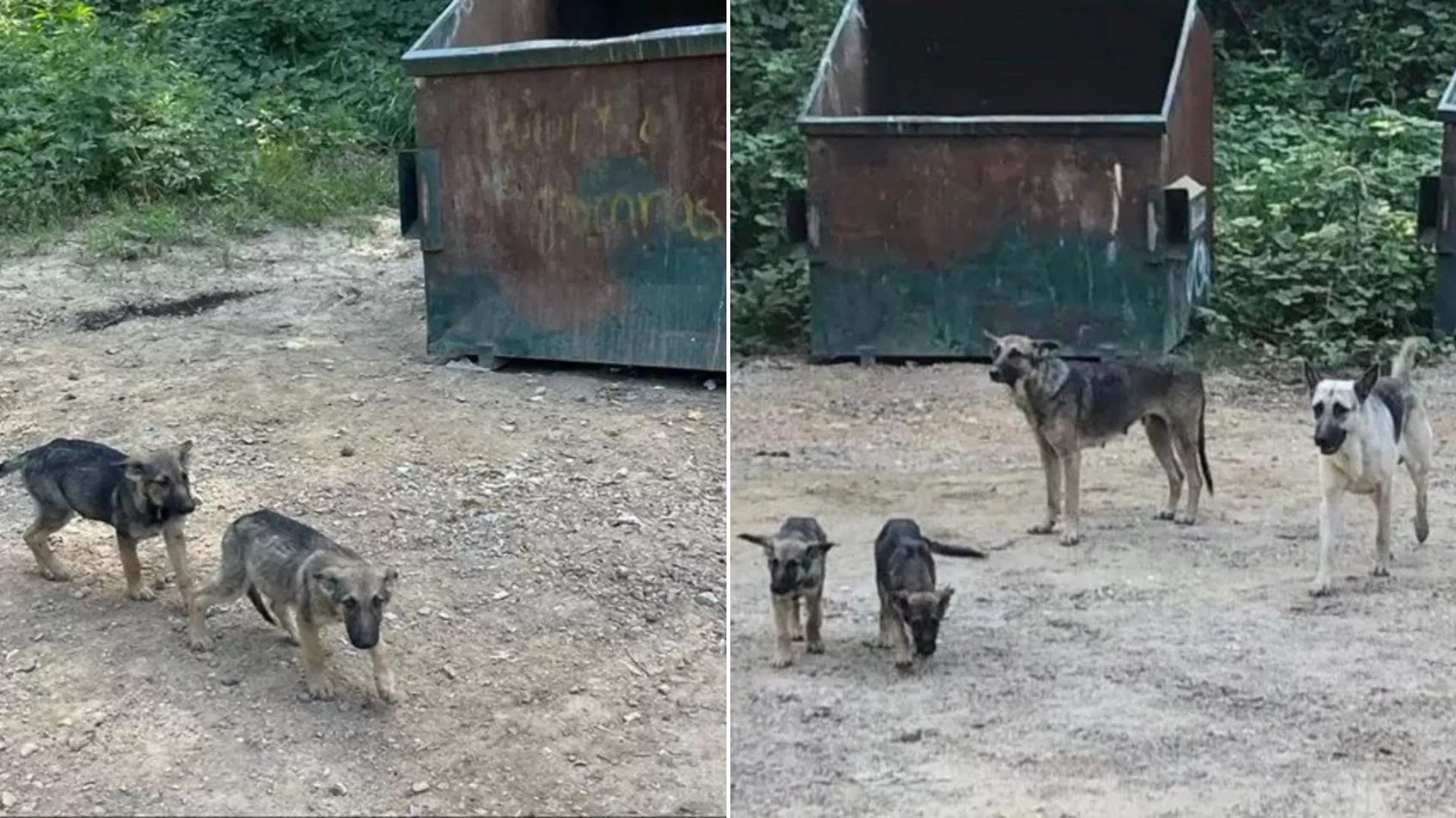 sweet German Shepherds