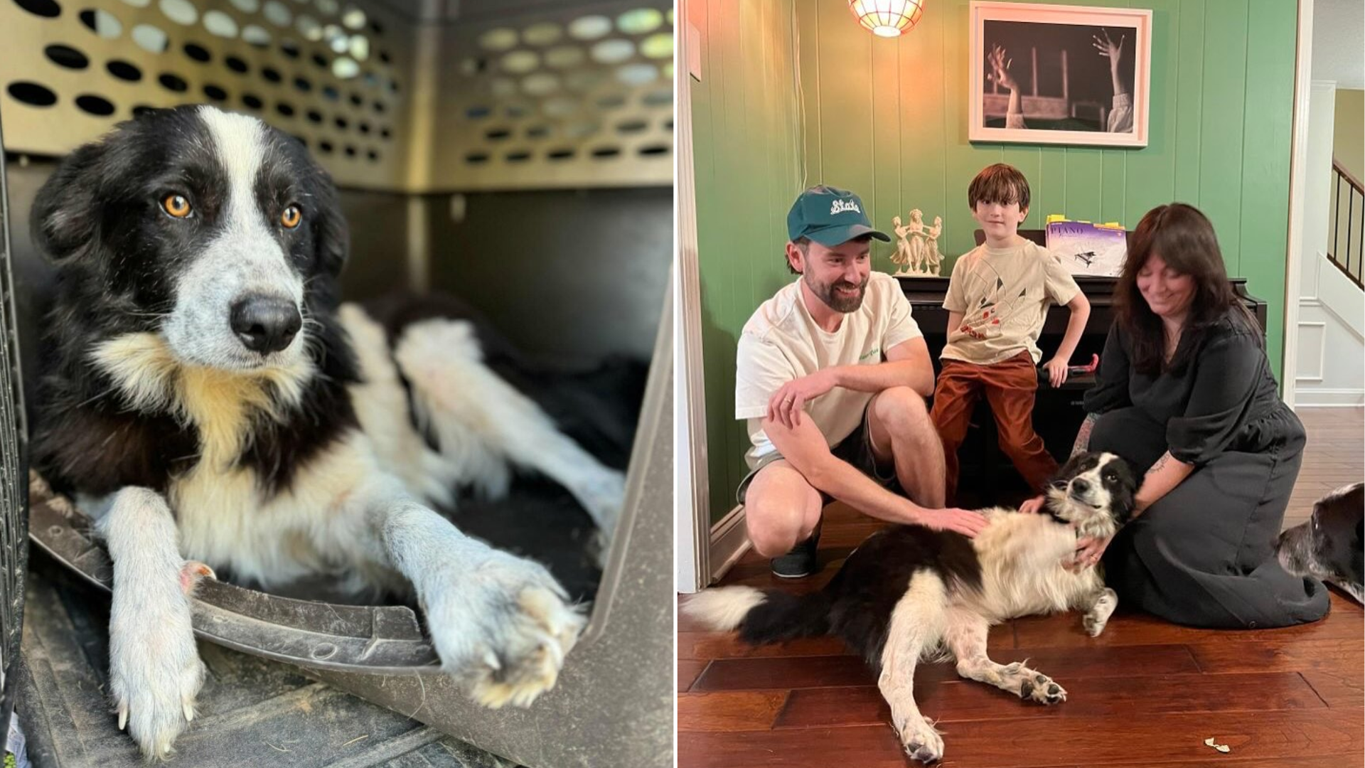 black and white dog petted by people