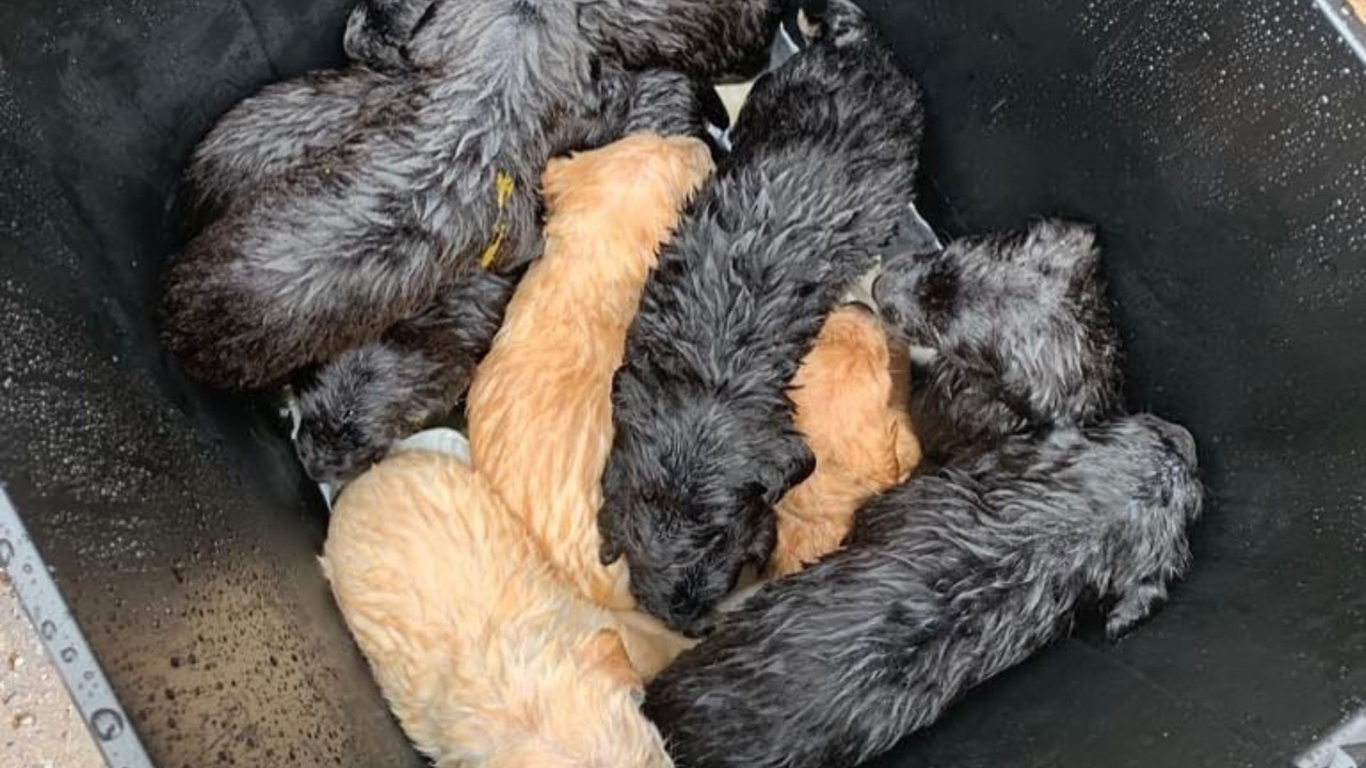 puppies in trash bin