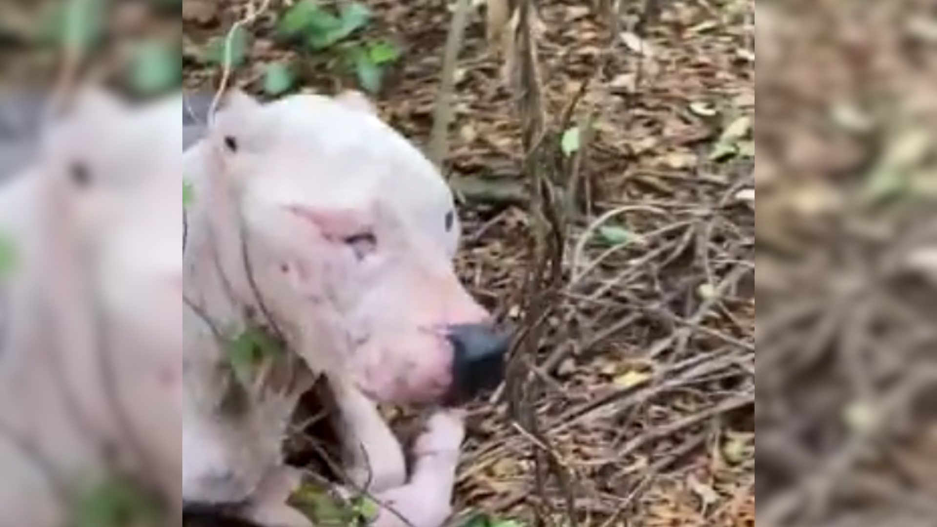 sick pit bull in forest