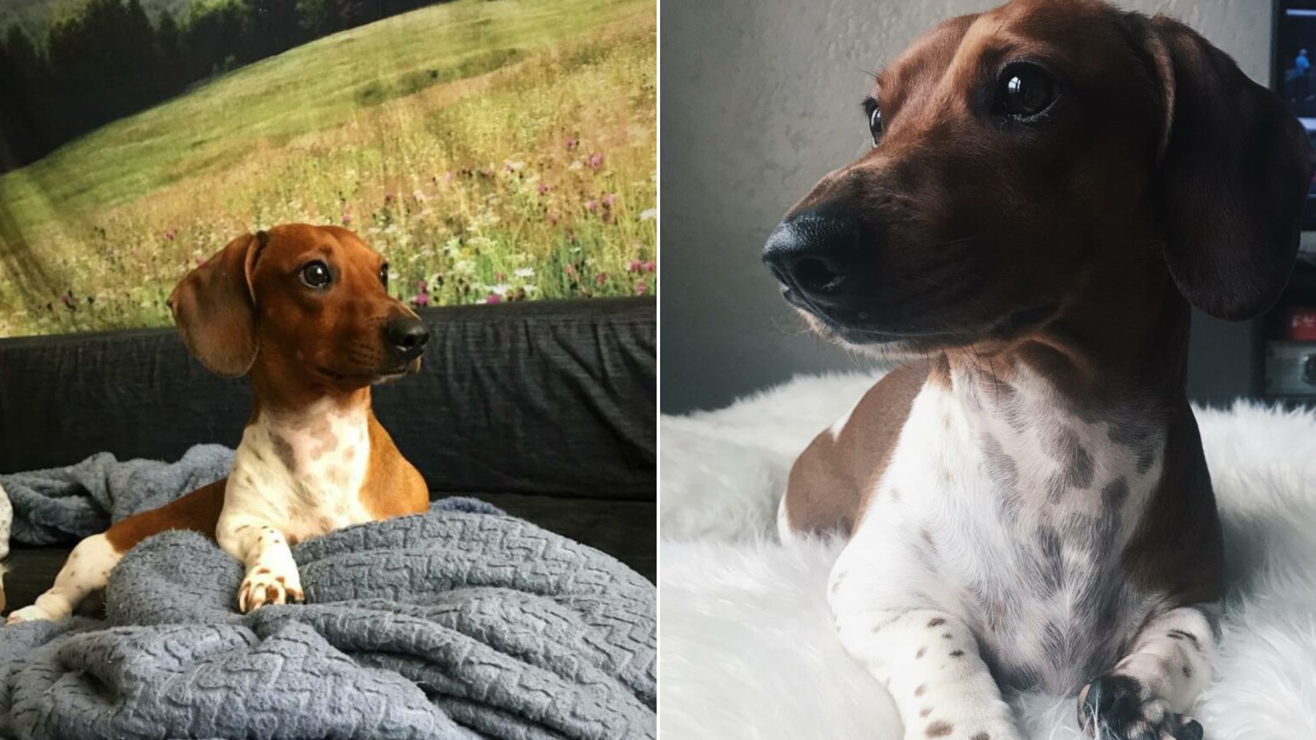 cute dachshund puppy