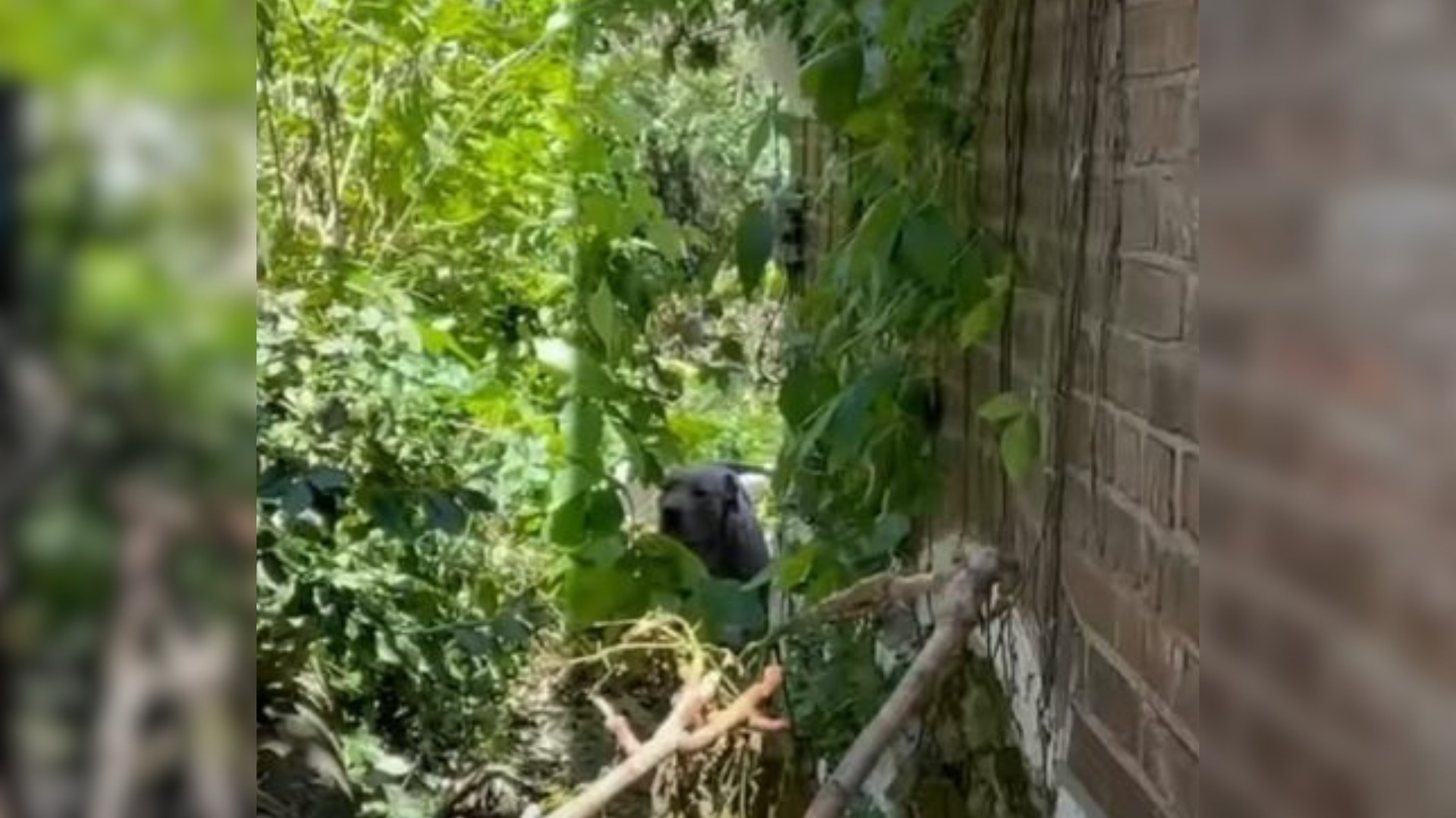 dog in overgrown bush