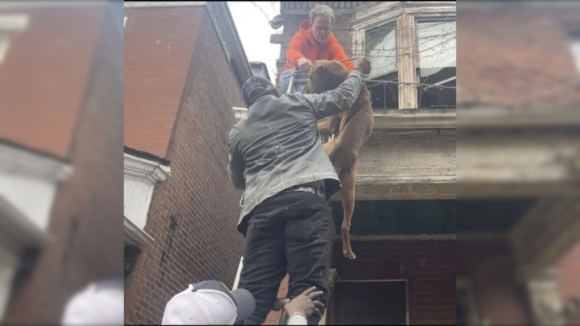 dog rescue from abandoned building