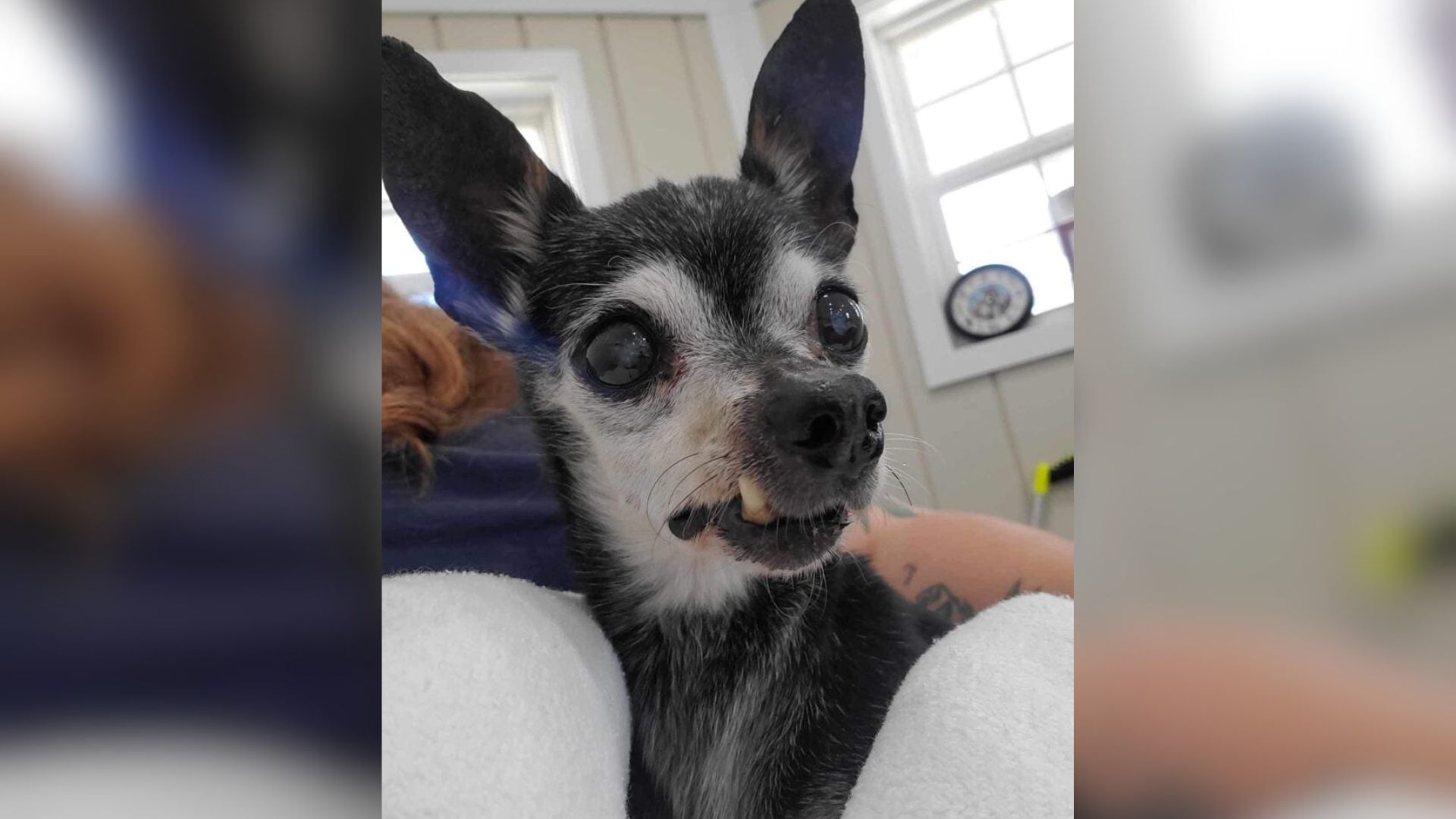 sweet elderly dog
