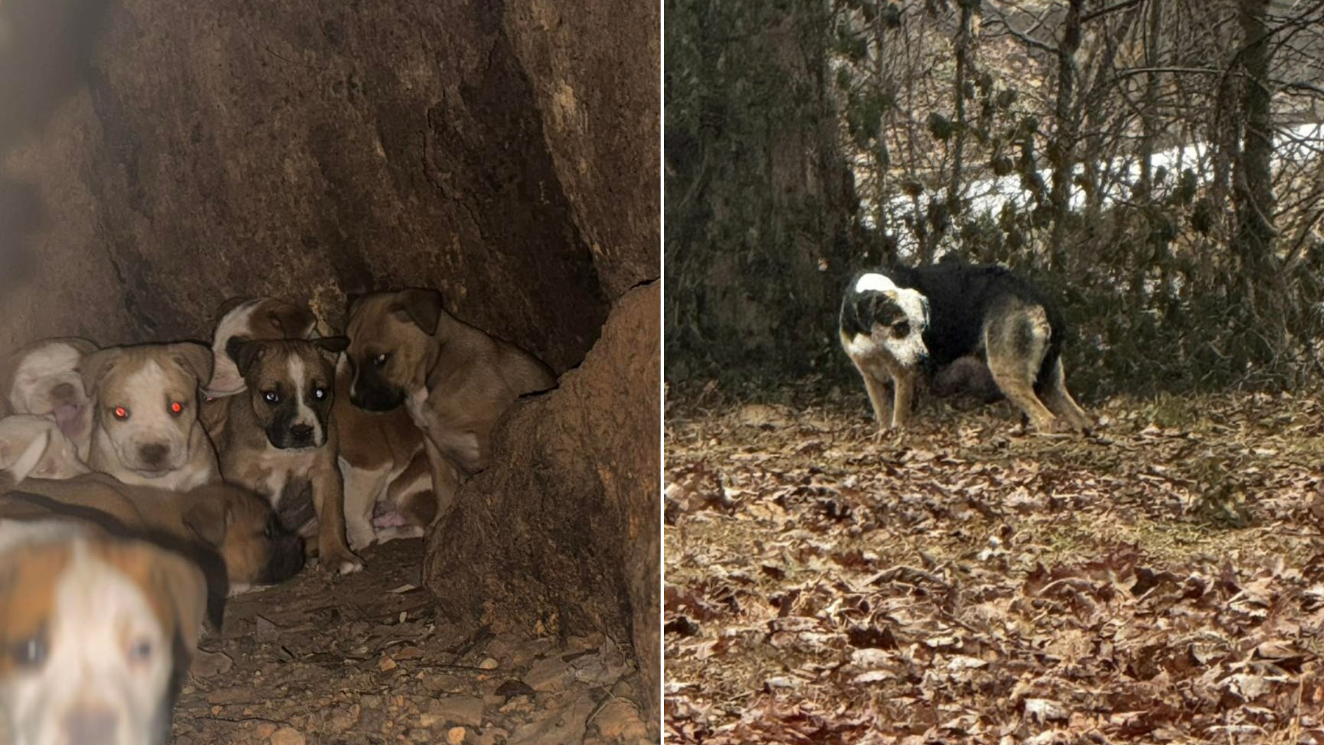 dog and puppies in woods