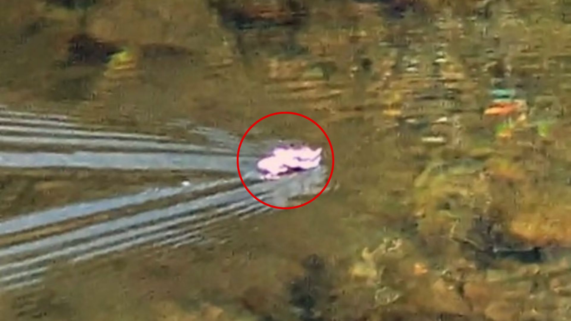 rare pink animal