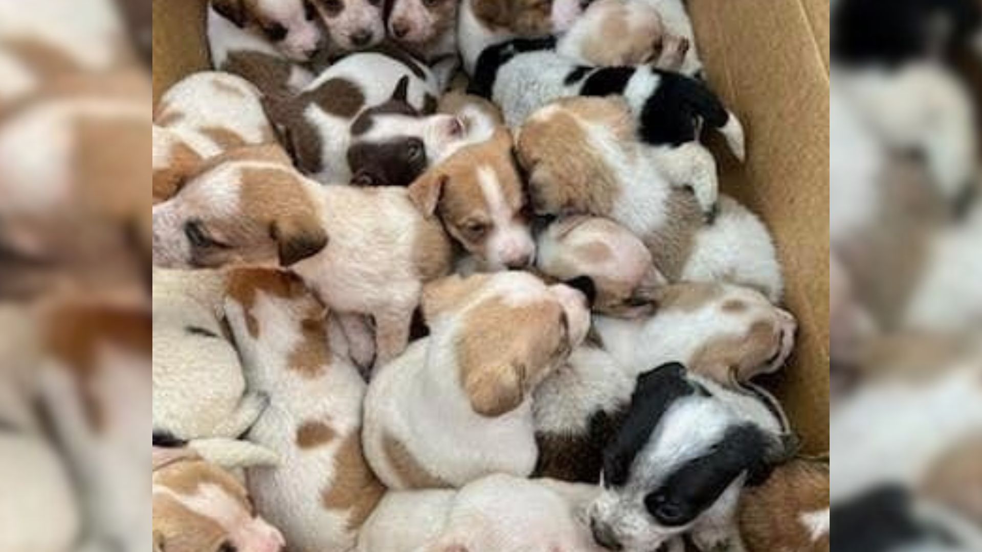 box of puppies