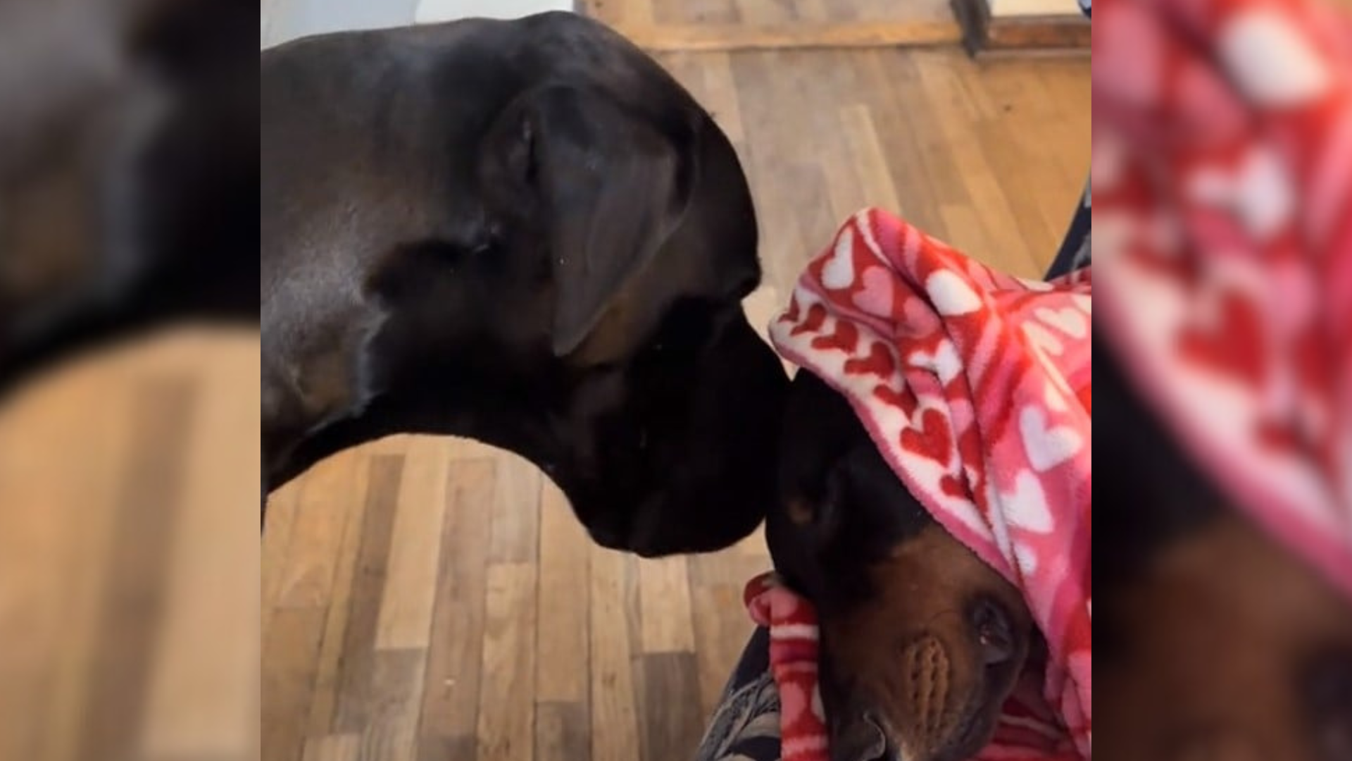 dog checking on brother