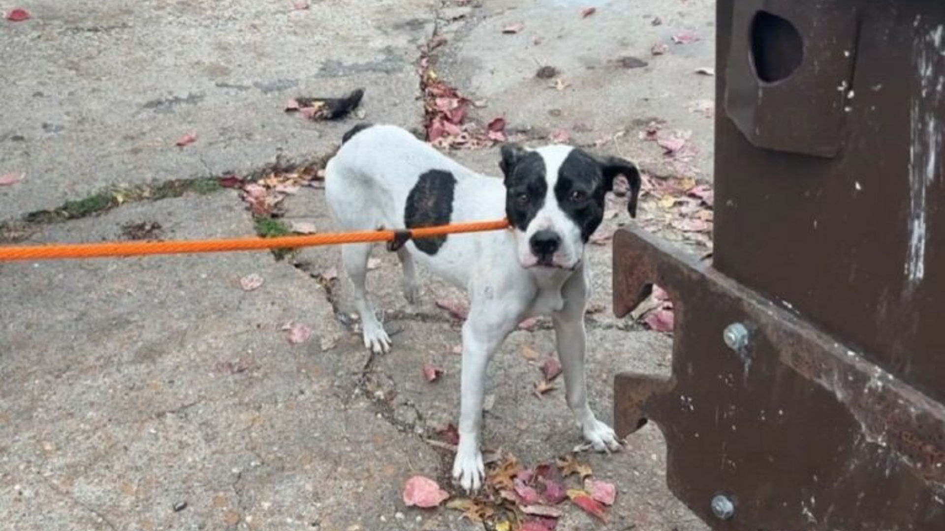 dog on orange leash
