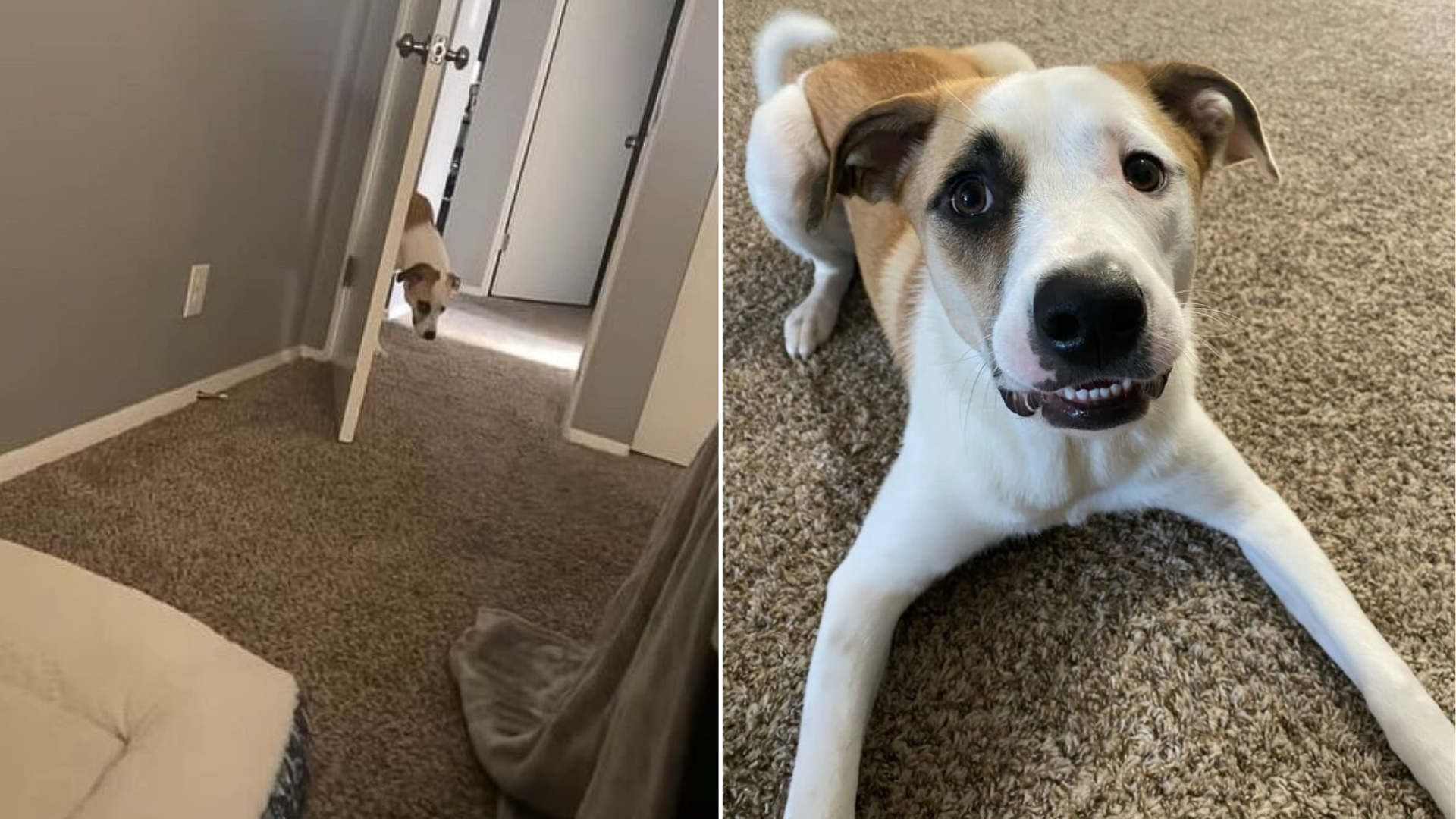 dog lying on carpet