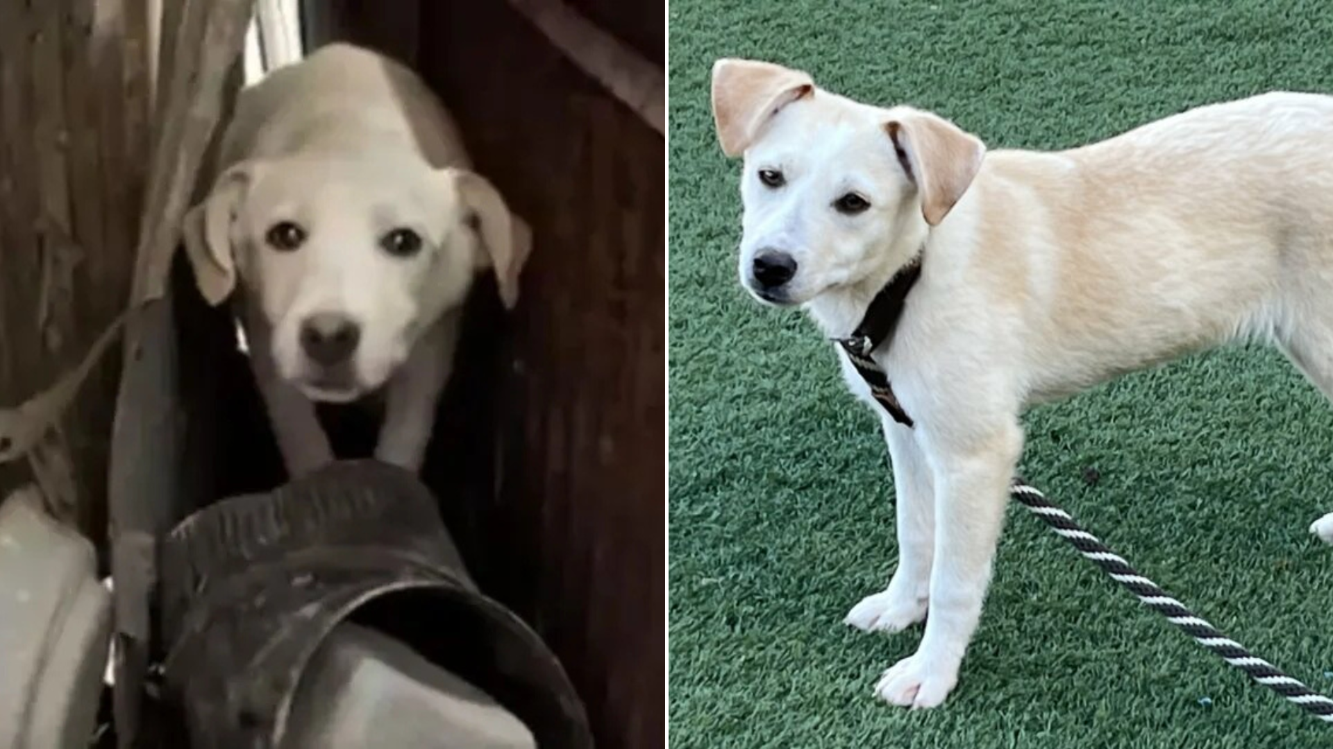 shelter dog before and after