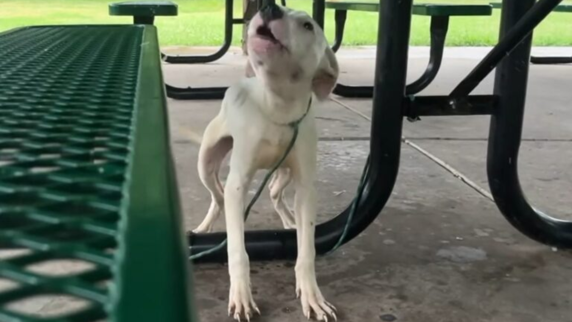 dog tied to picnic table
