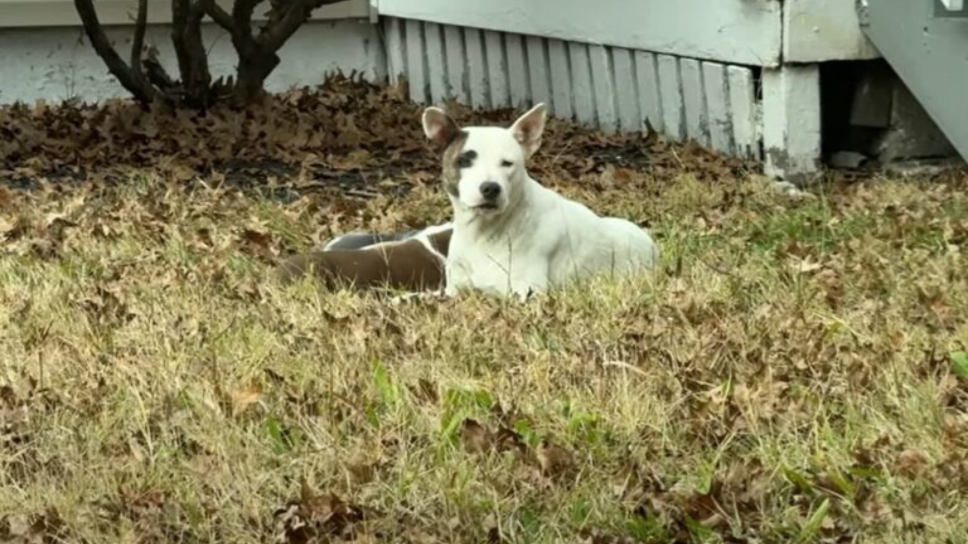 white stray dog with puppies