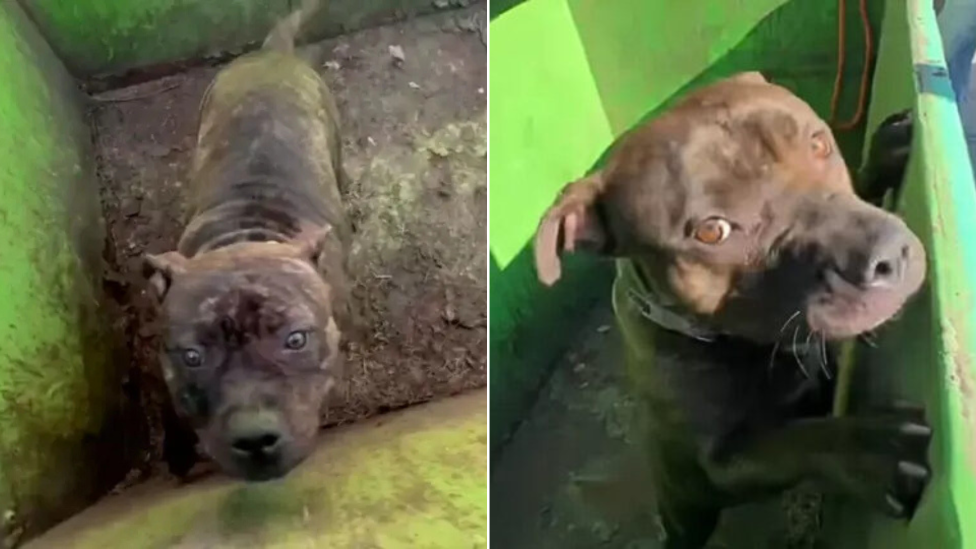 dog in dumpster