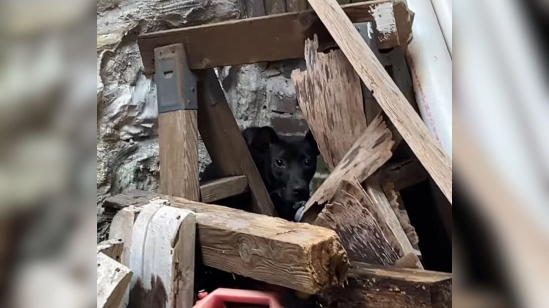 dog in rubble