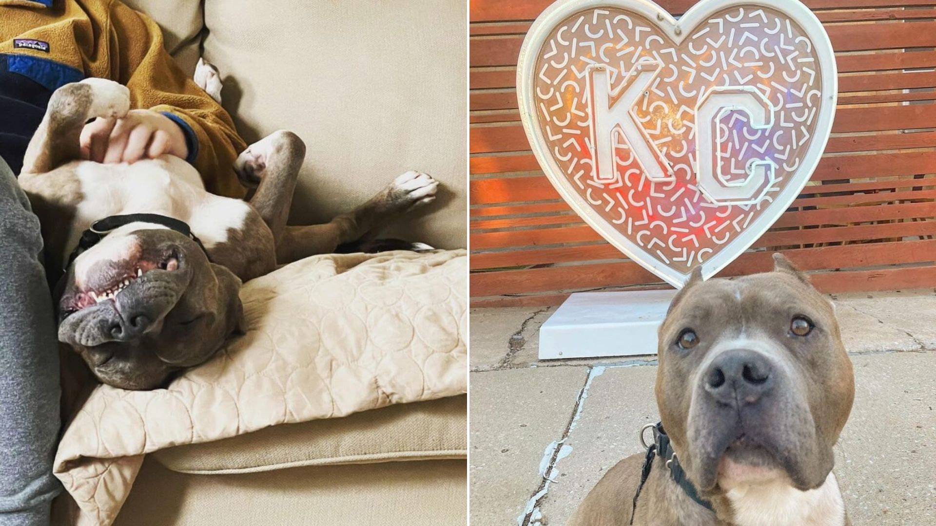 beautiful shelter dog