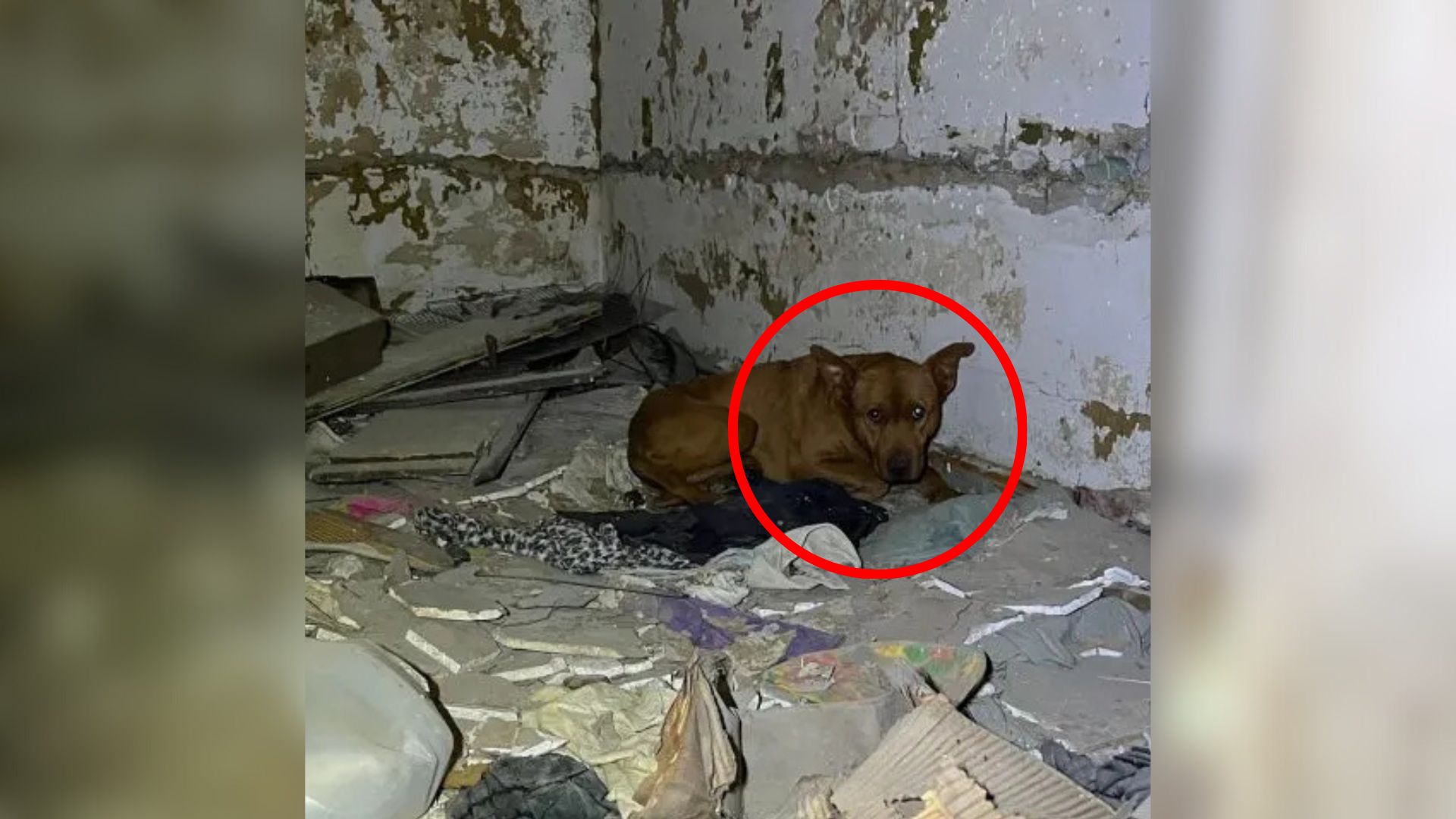 fragile dog laying down