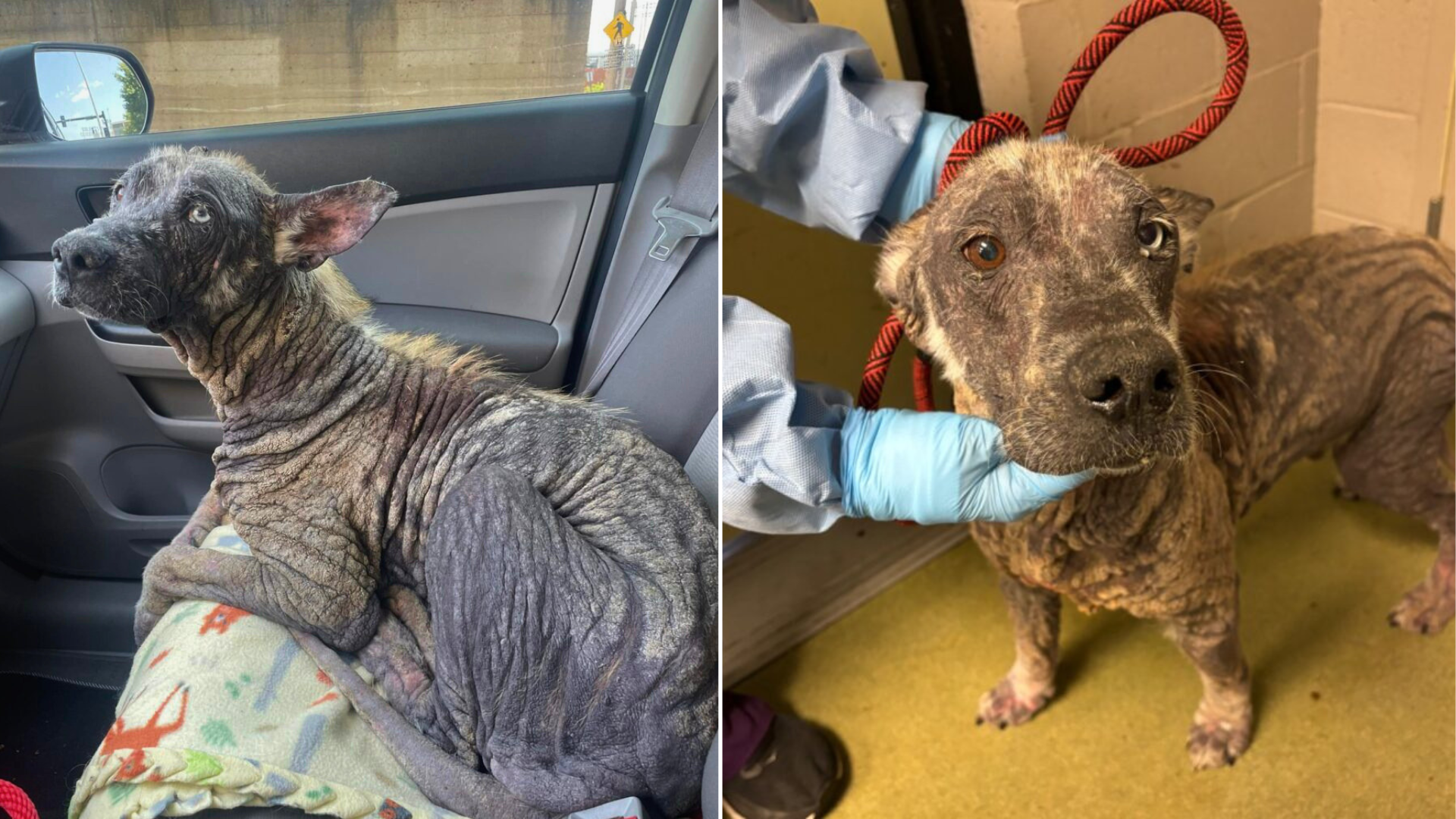 dog in extremely bad shape