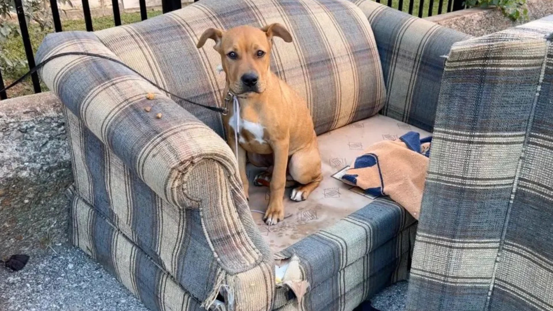 dog on abandoned couch