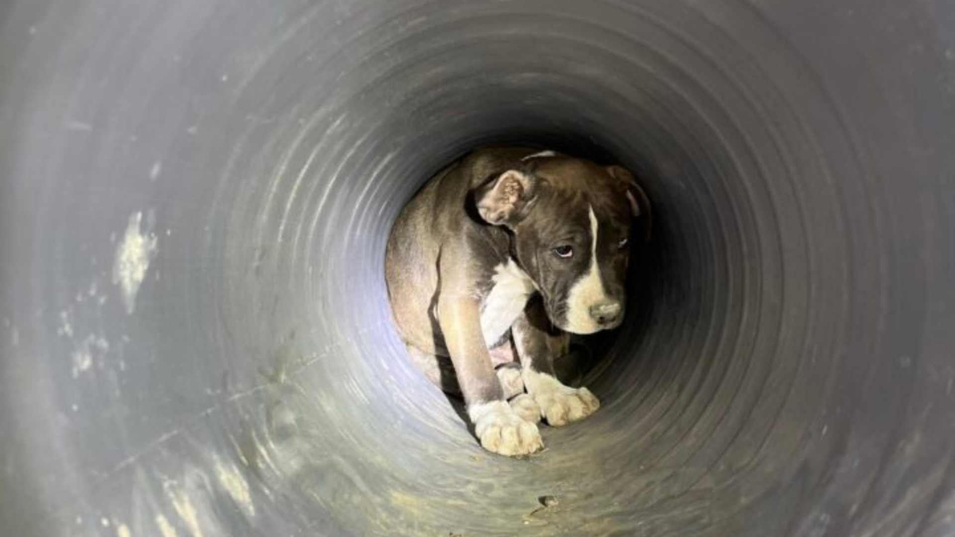 dog inside pipe