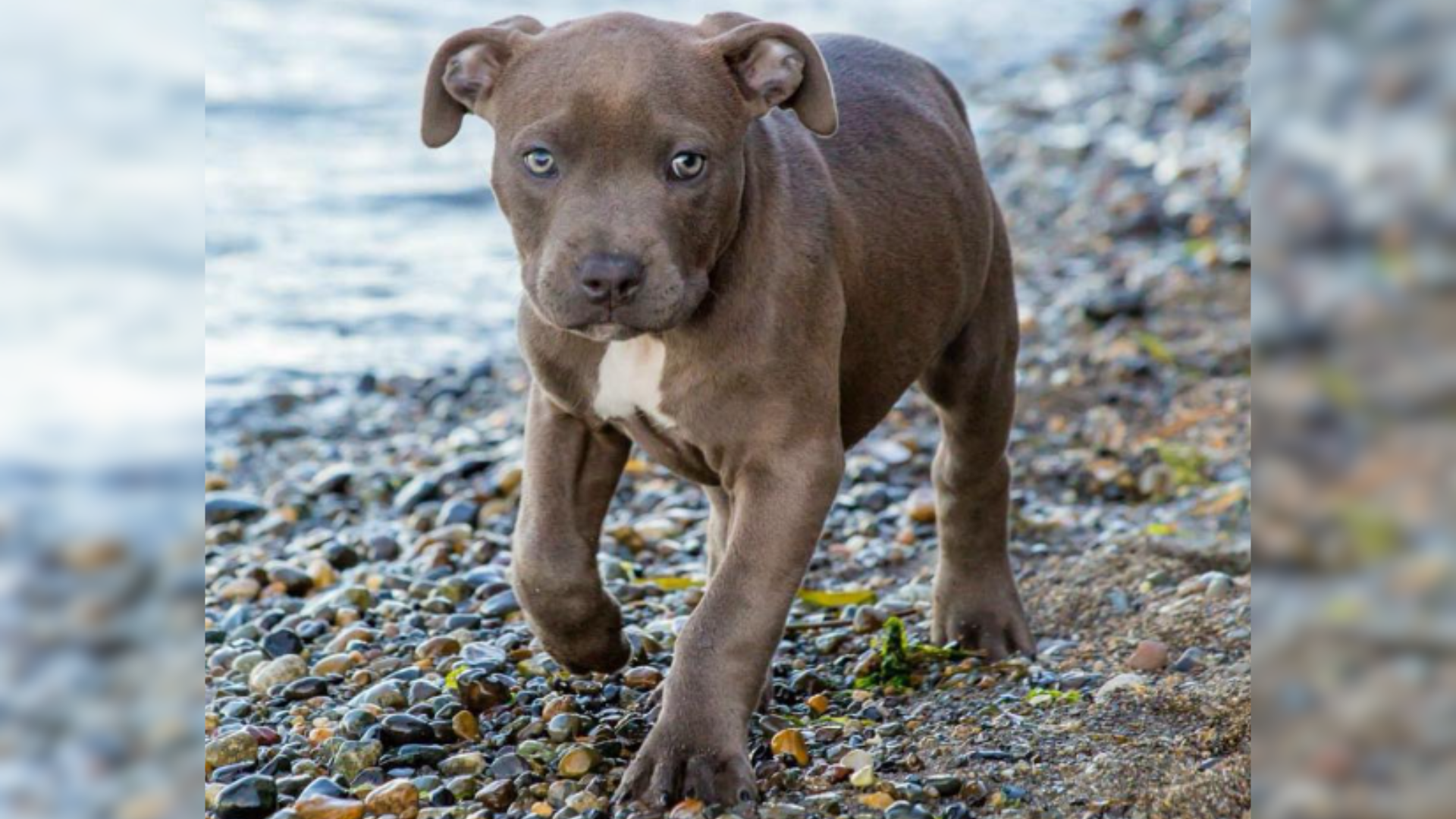 dog walking on shore