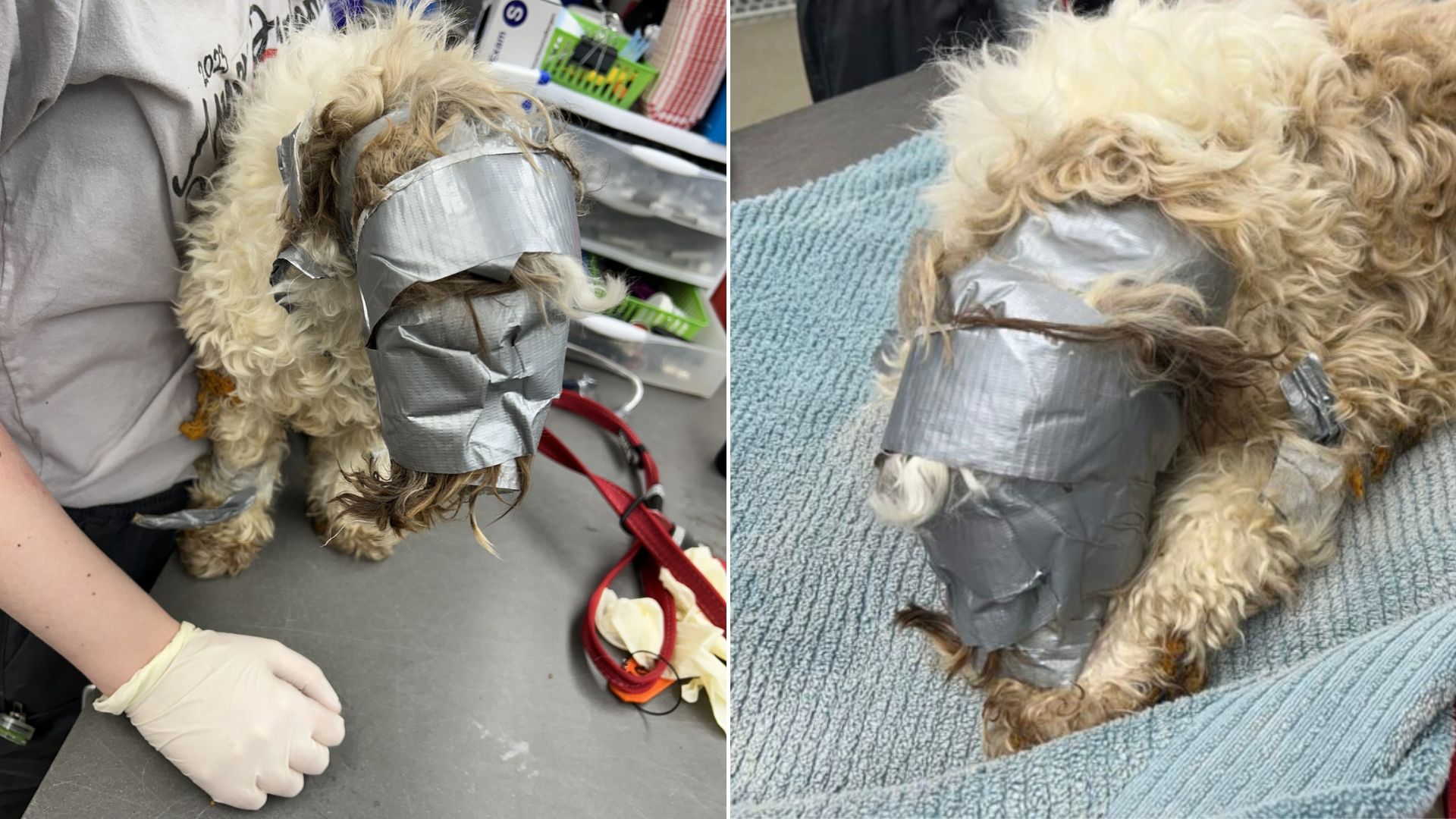 abandoned dog and cruel abused