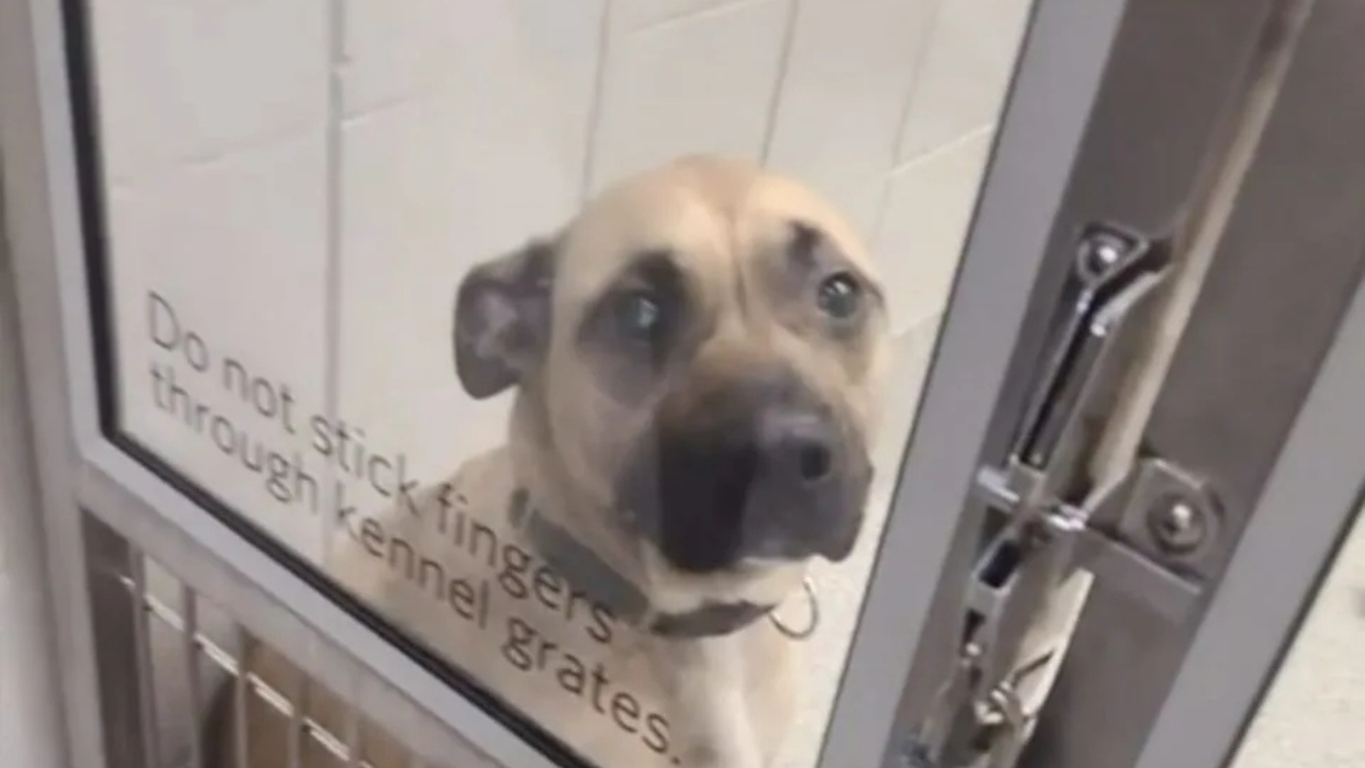 dog in shelter kennel