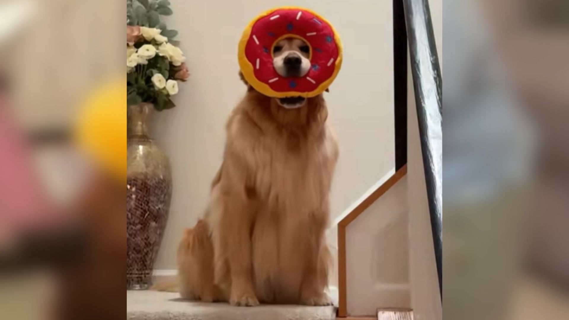 cute Golden Retriever